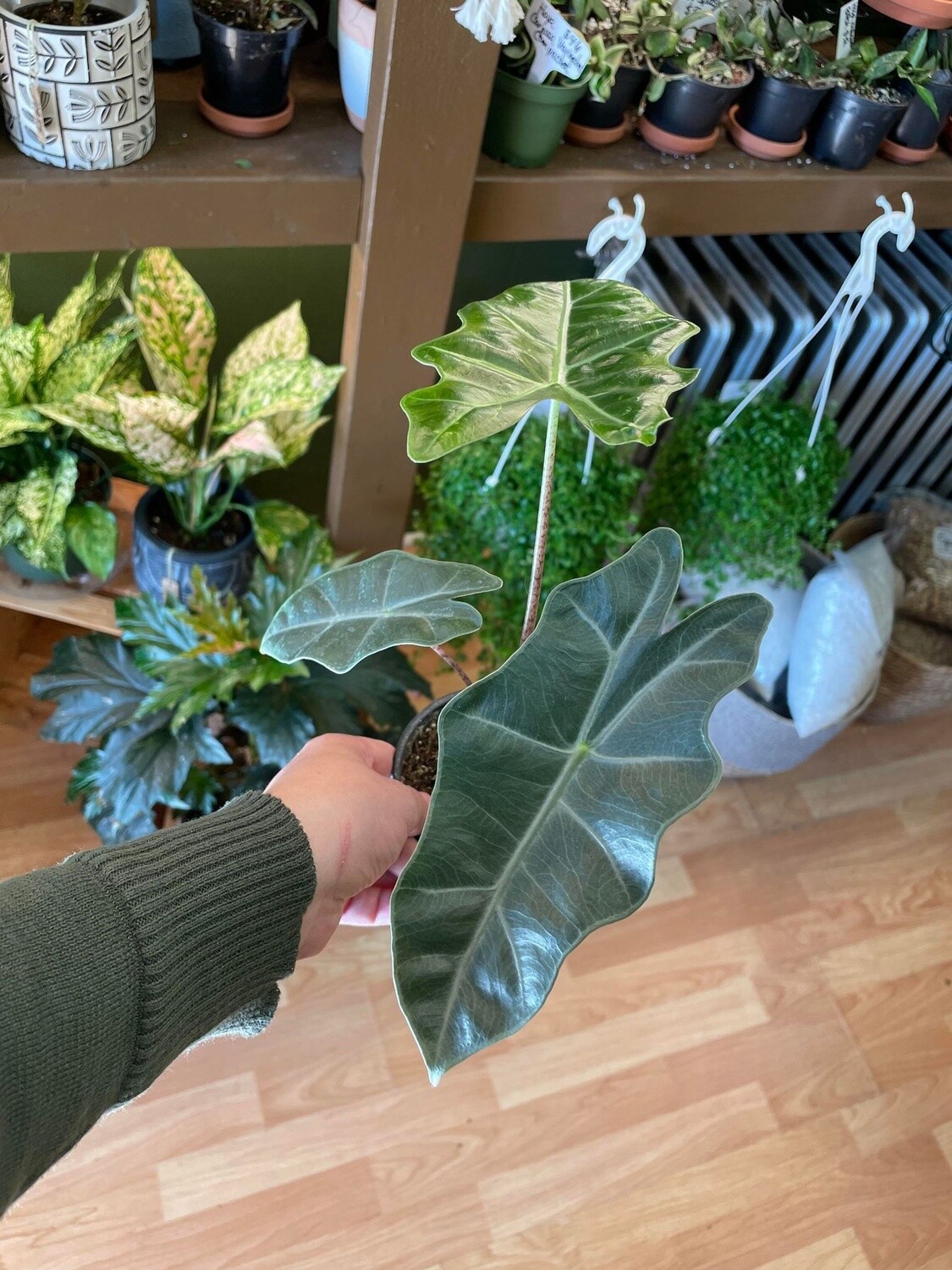 3.5&quot; Alocasia Pseudo Sanderiana