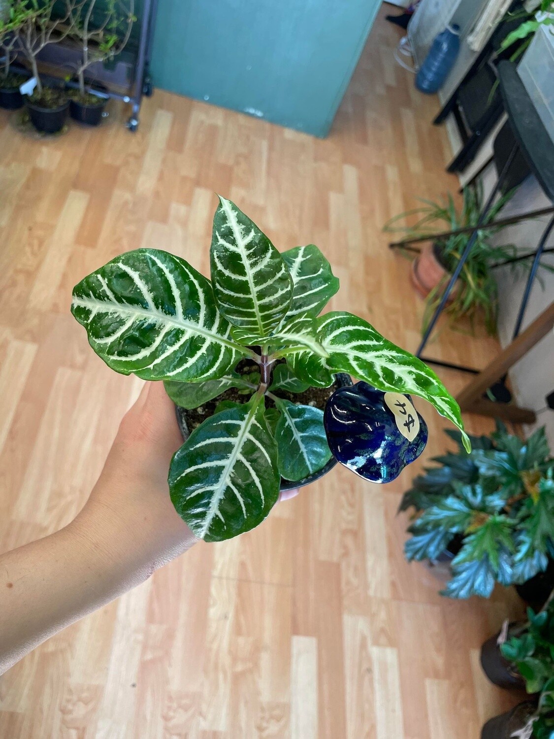 3.5&quot; Aphelandra Snowflake Zebra Plant