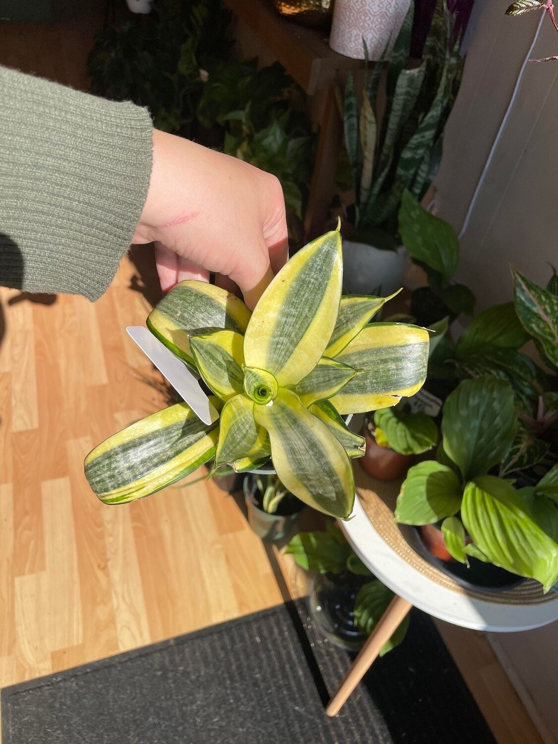 4&quot; Sansaveria Golden Hahni