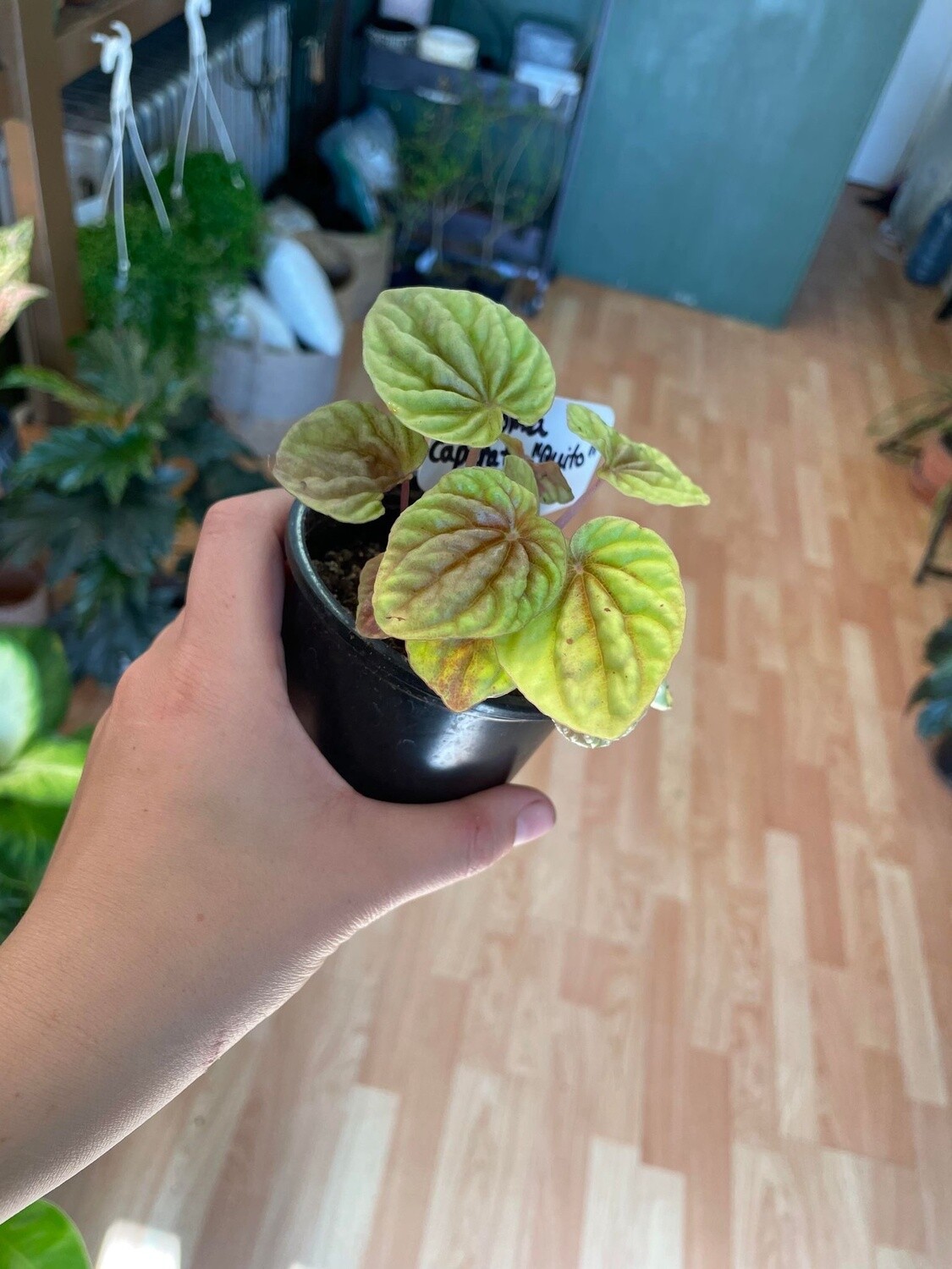 3.5&quot; Peperomia Caperata &#39;Quito