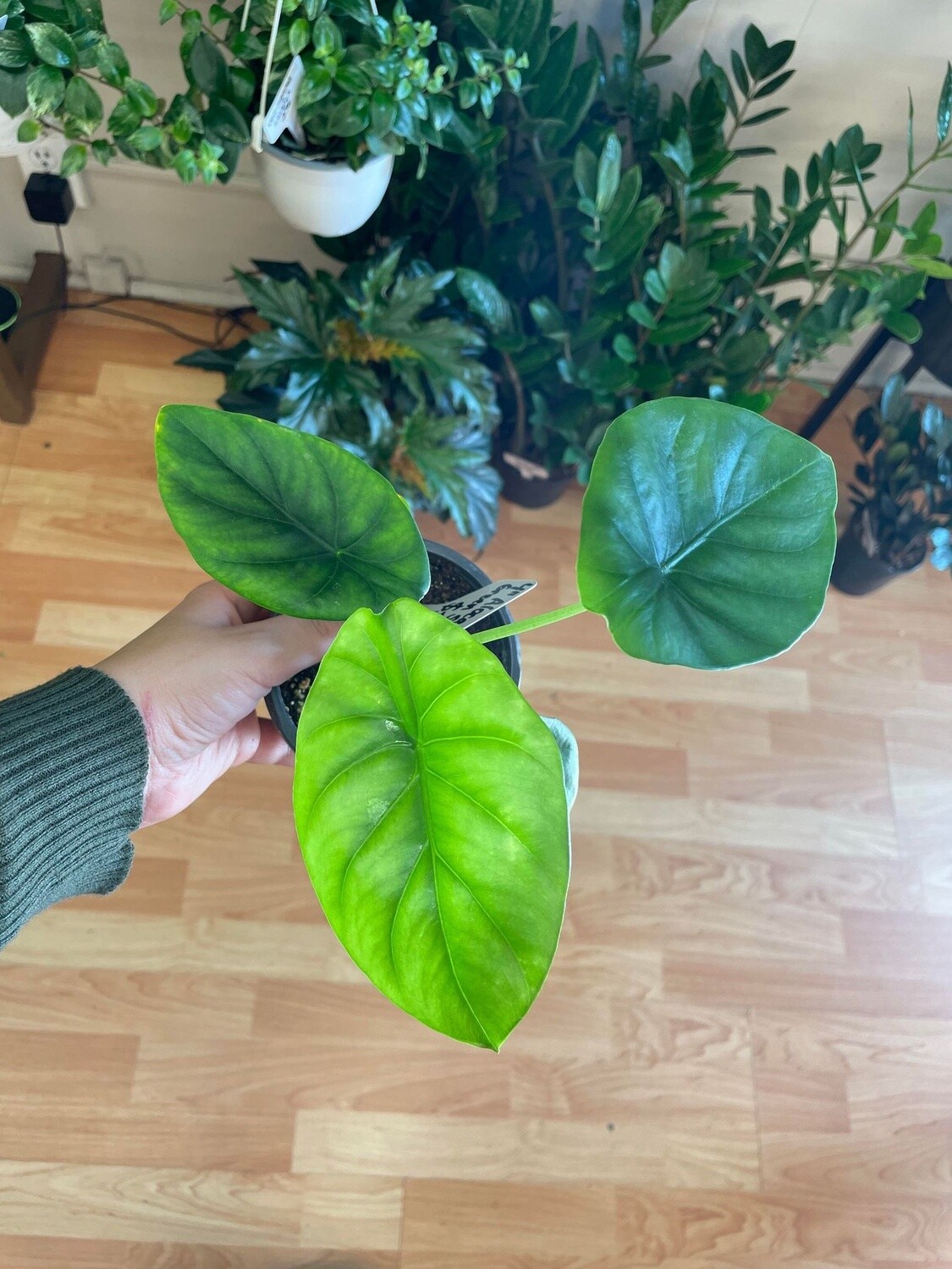 4&quot; Alocasia Green Shield