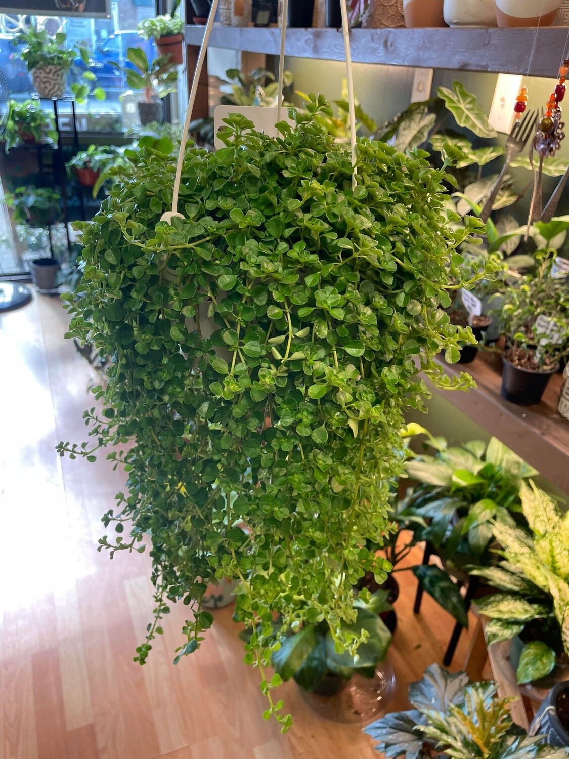 6&quot; Baby Tears