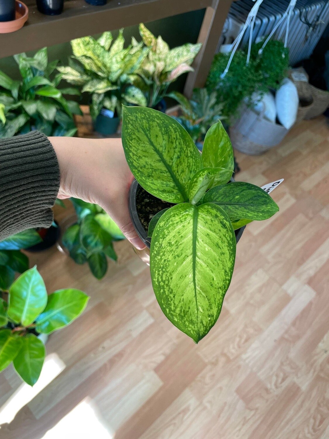 4&quot; Dieffenbachia Crocodile