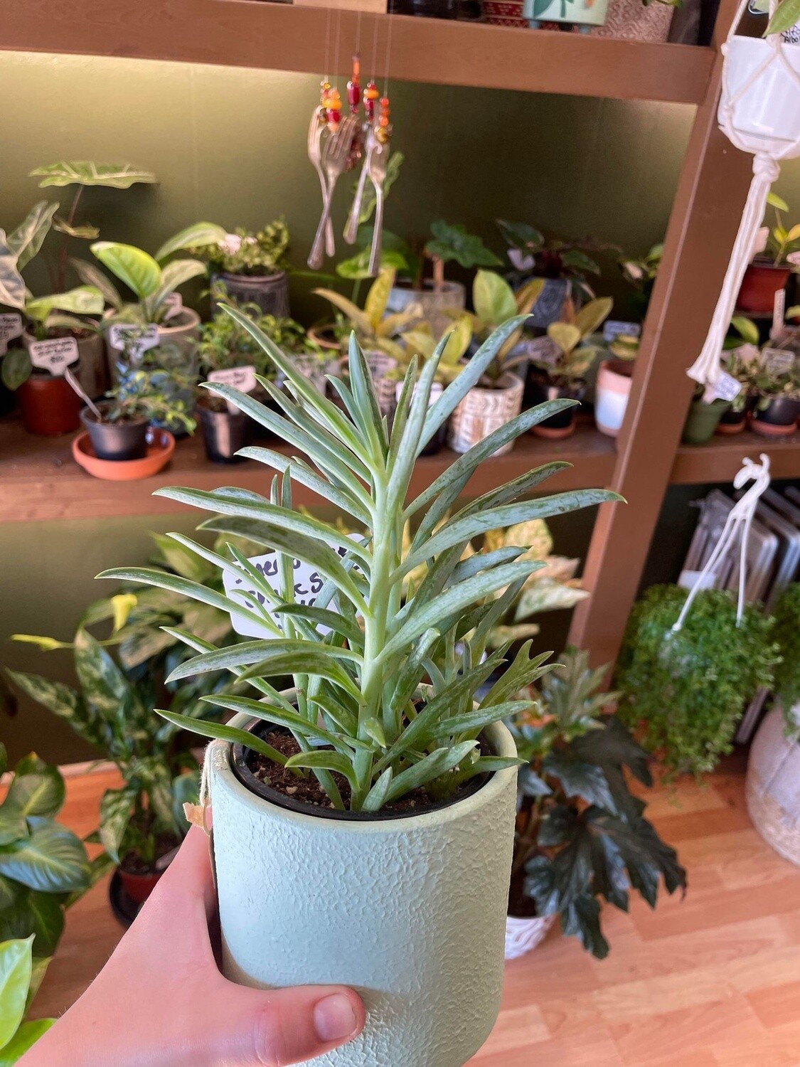 3.5&quot; Senecio Blue Chalk Stick