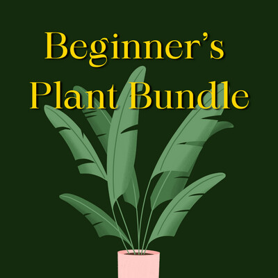 Beginner&#39;s Plant Bundle