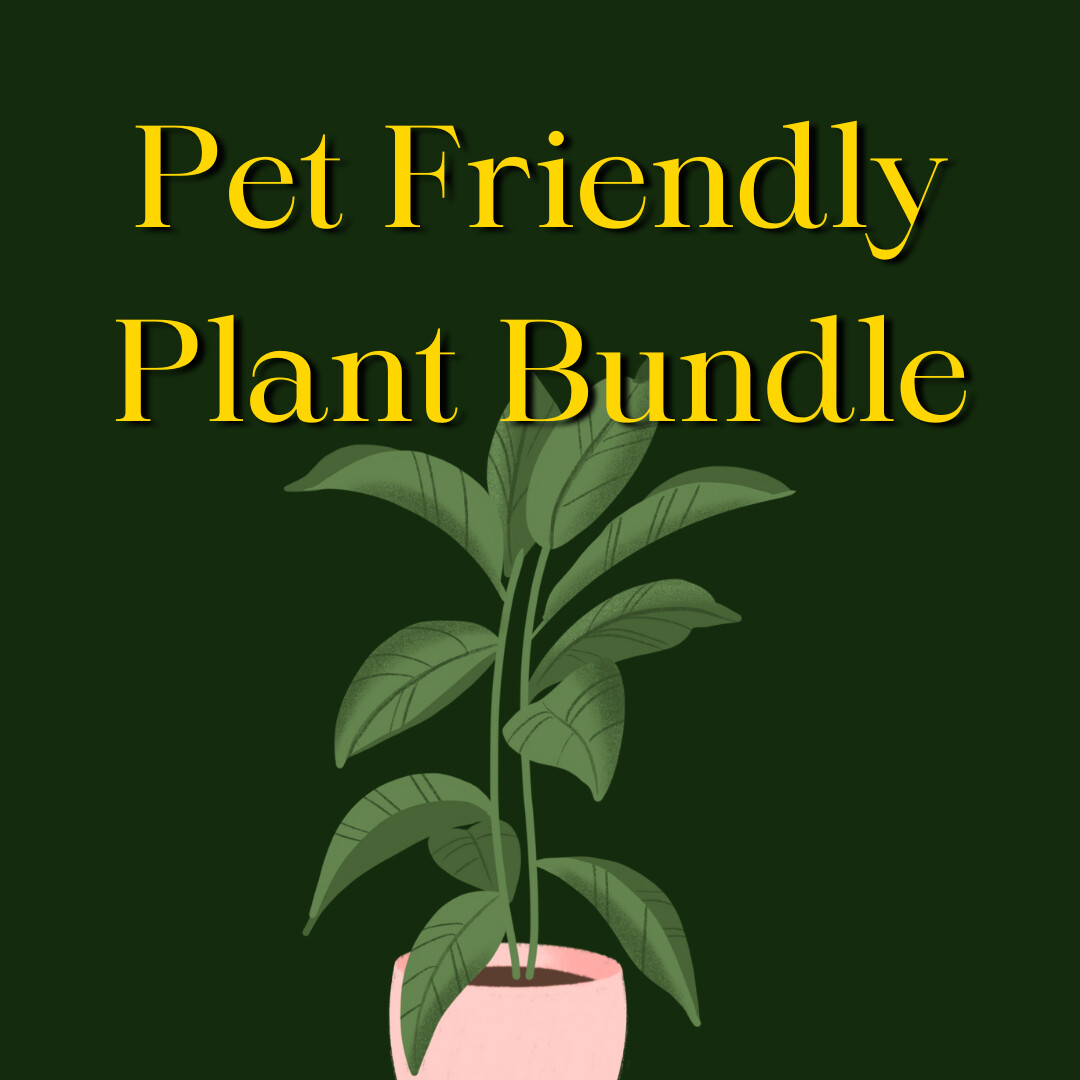 Pet Friendly Plant Bundle