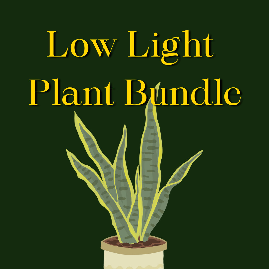 Low Light Tolerant Plant Bundle