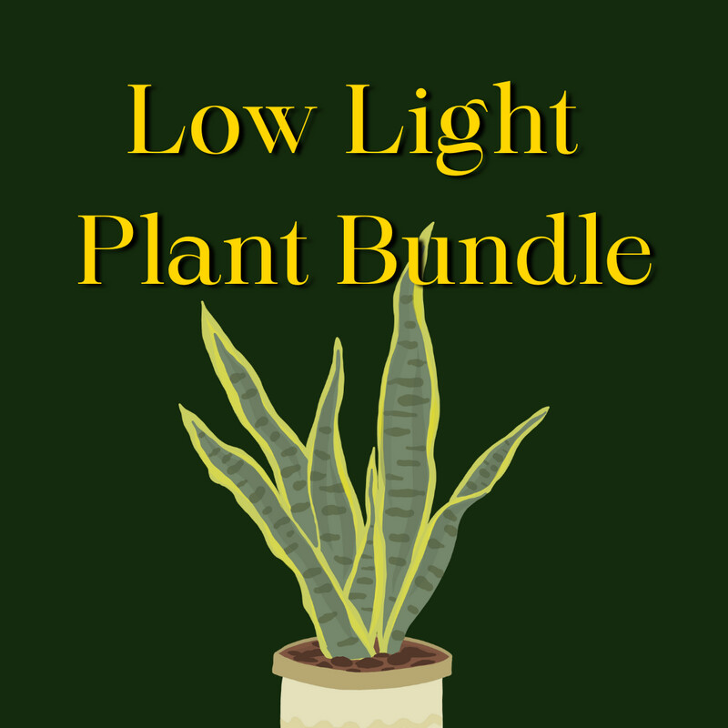 Low Light Tolerant Plant Bundle