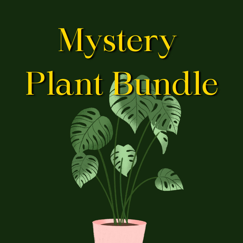 Mystery Plant Bundle