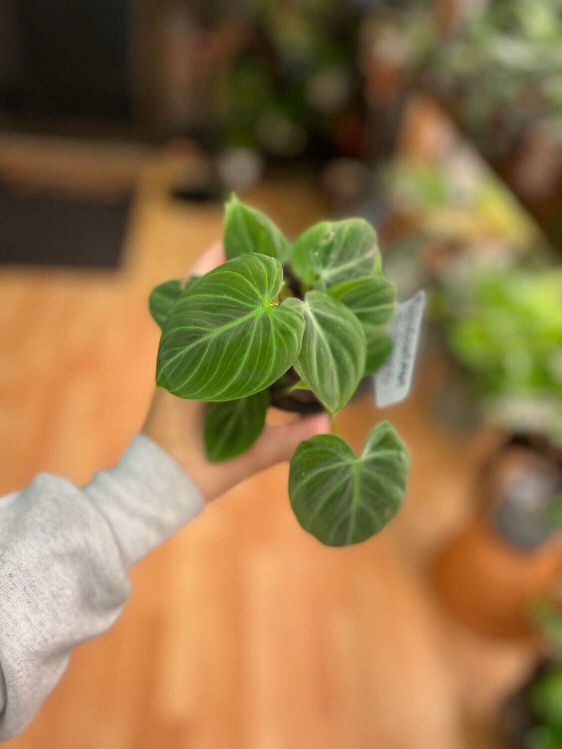 4&quot; Philodendron El Choco