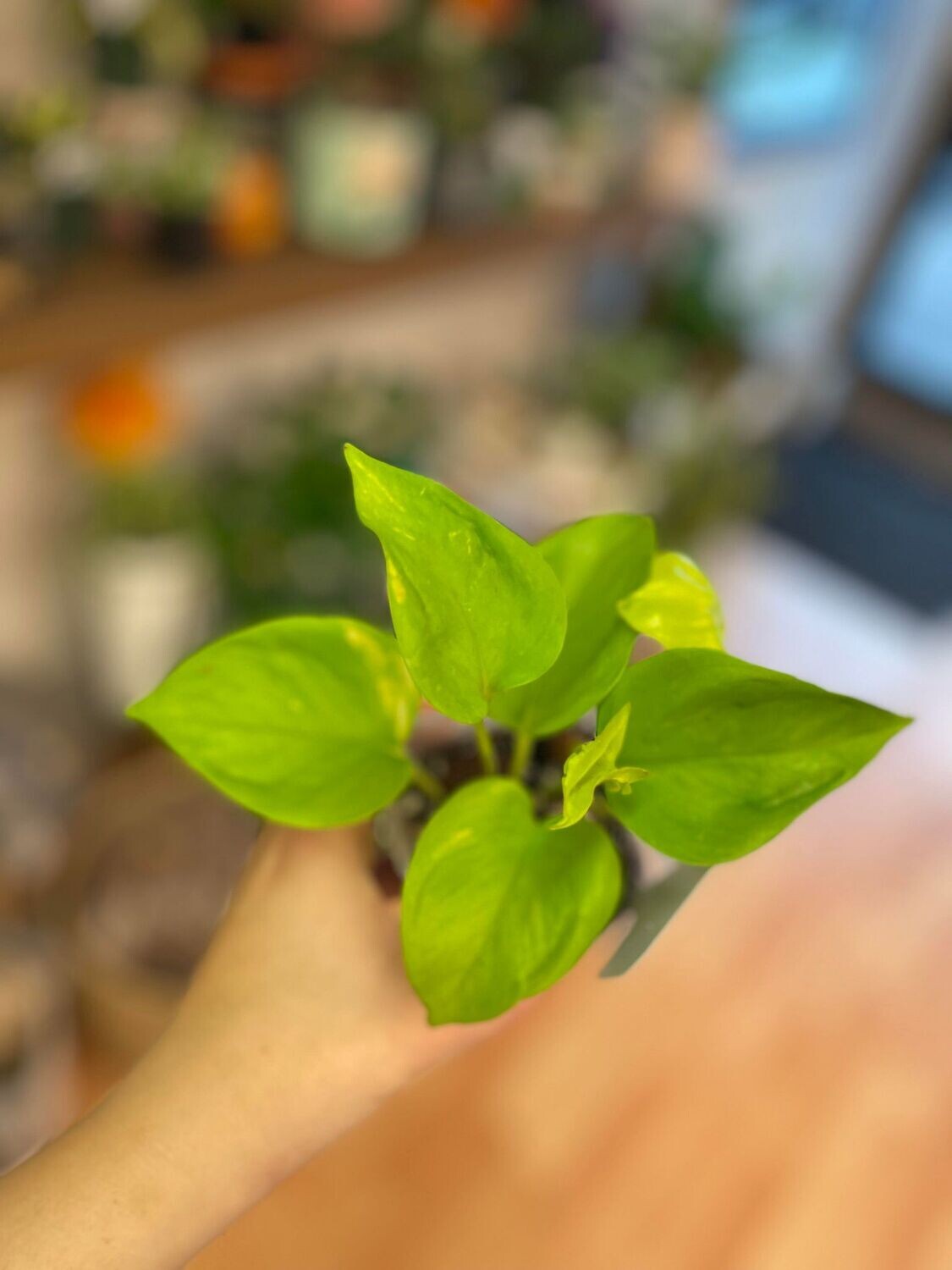 3.5&quot; Epipremnum Teruno Champs Elysees