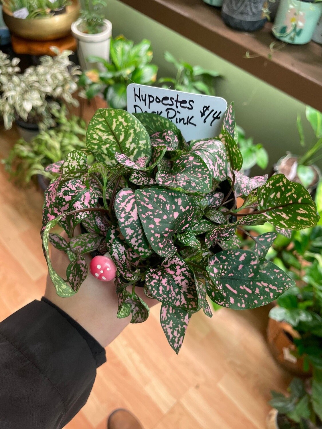 4.5&quot; Hypoestes Dark Pink