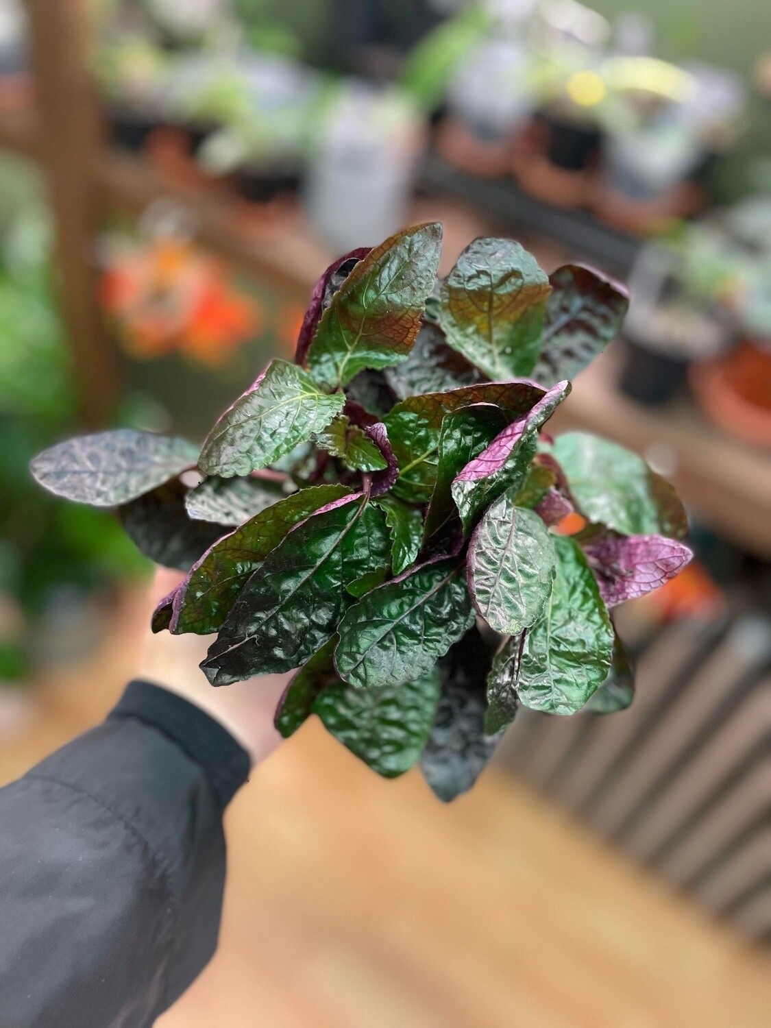 4.5&quot; Hemigraphis Alternata Exotica