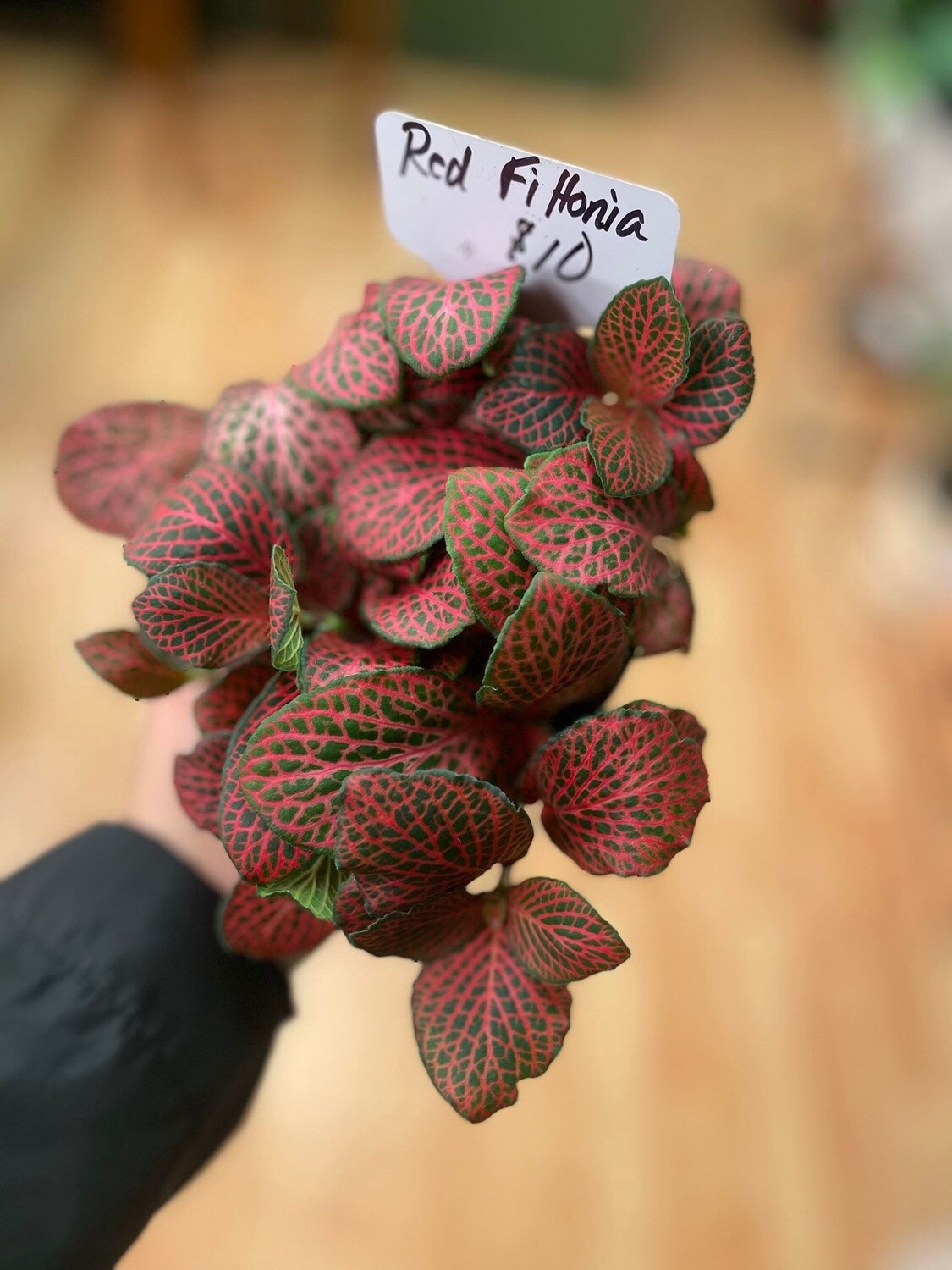 3.5&quot; Red Fittonia