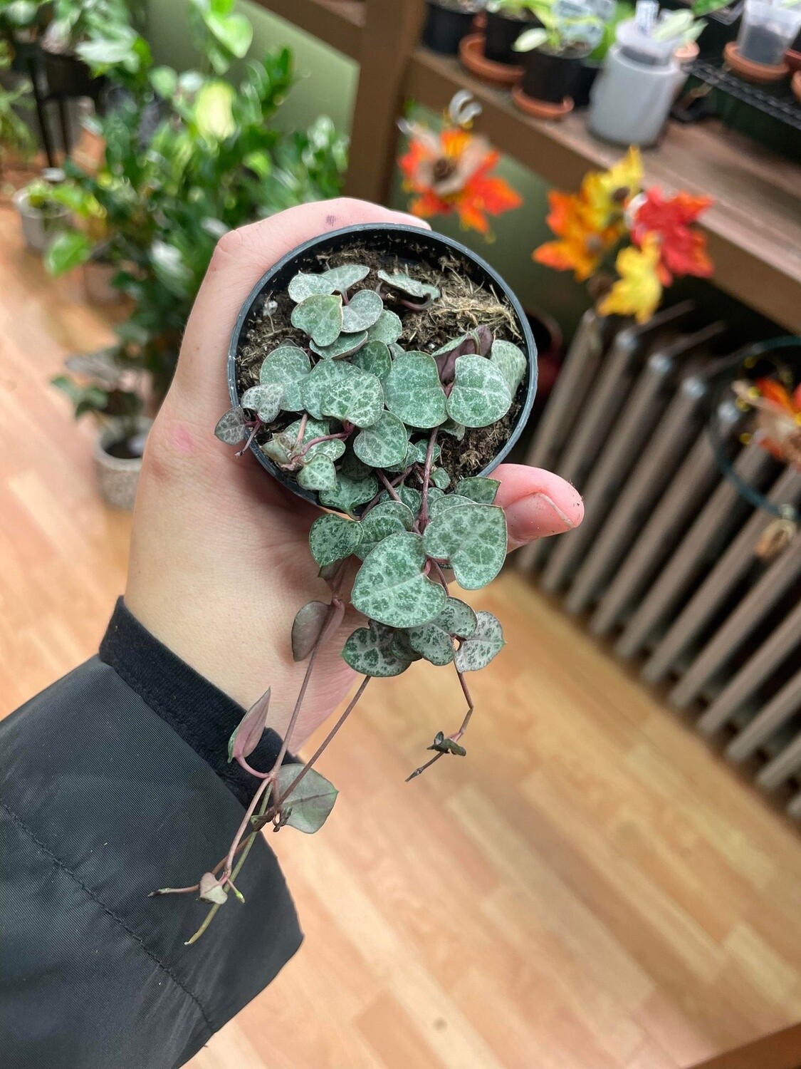 4”  String of Sliver Glory