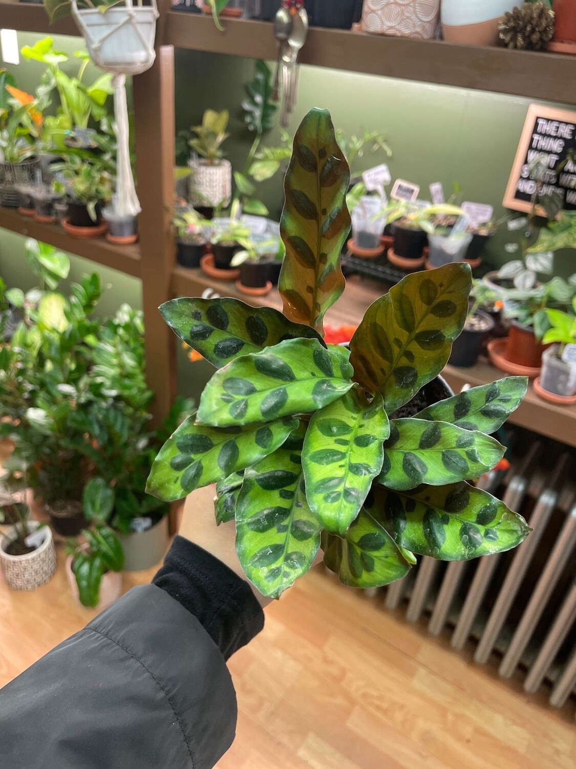 4&quot; Calathea Rattle snake