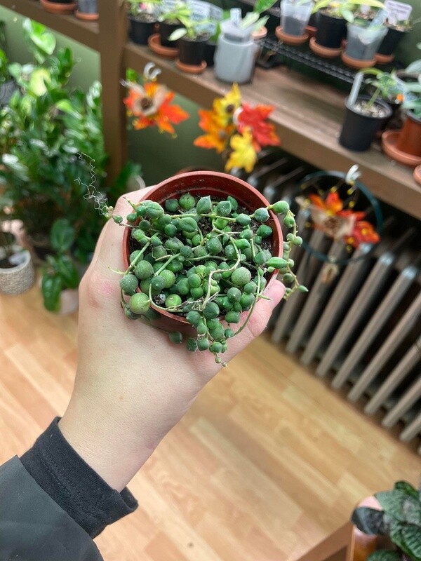 2.5&quot; String of pearls