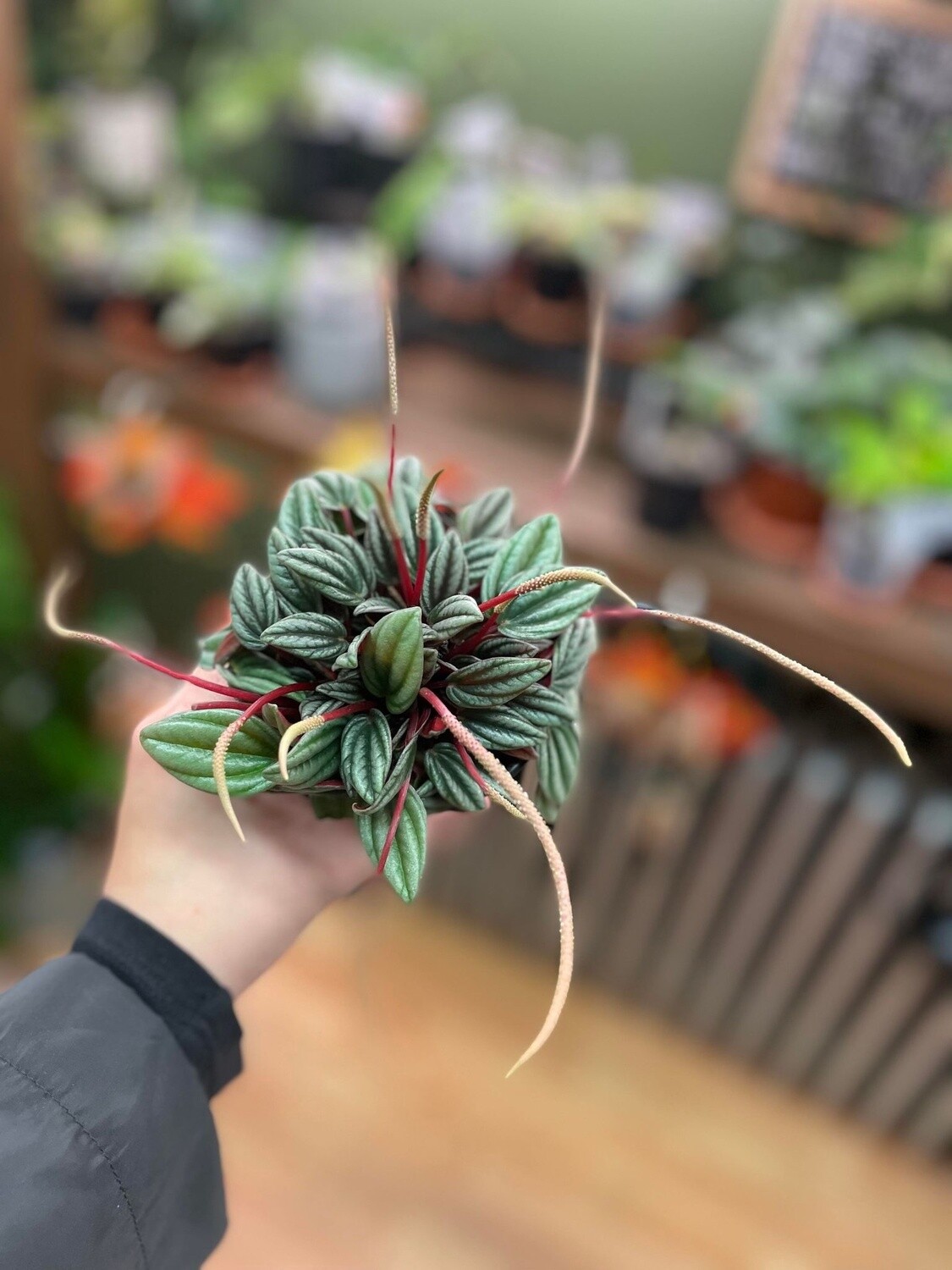 2.5&quot; Peperomia Caperata &quot;Rosso&quot;