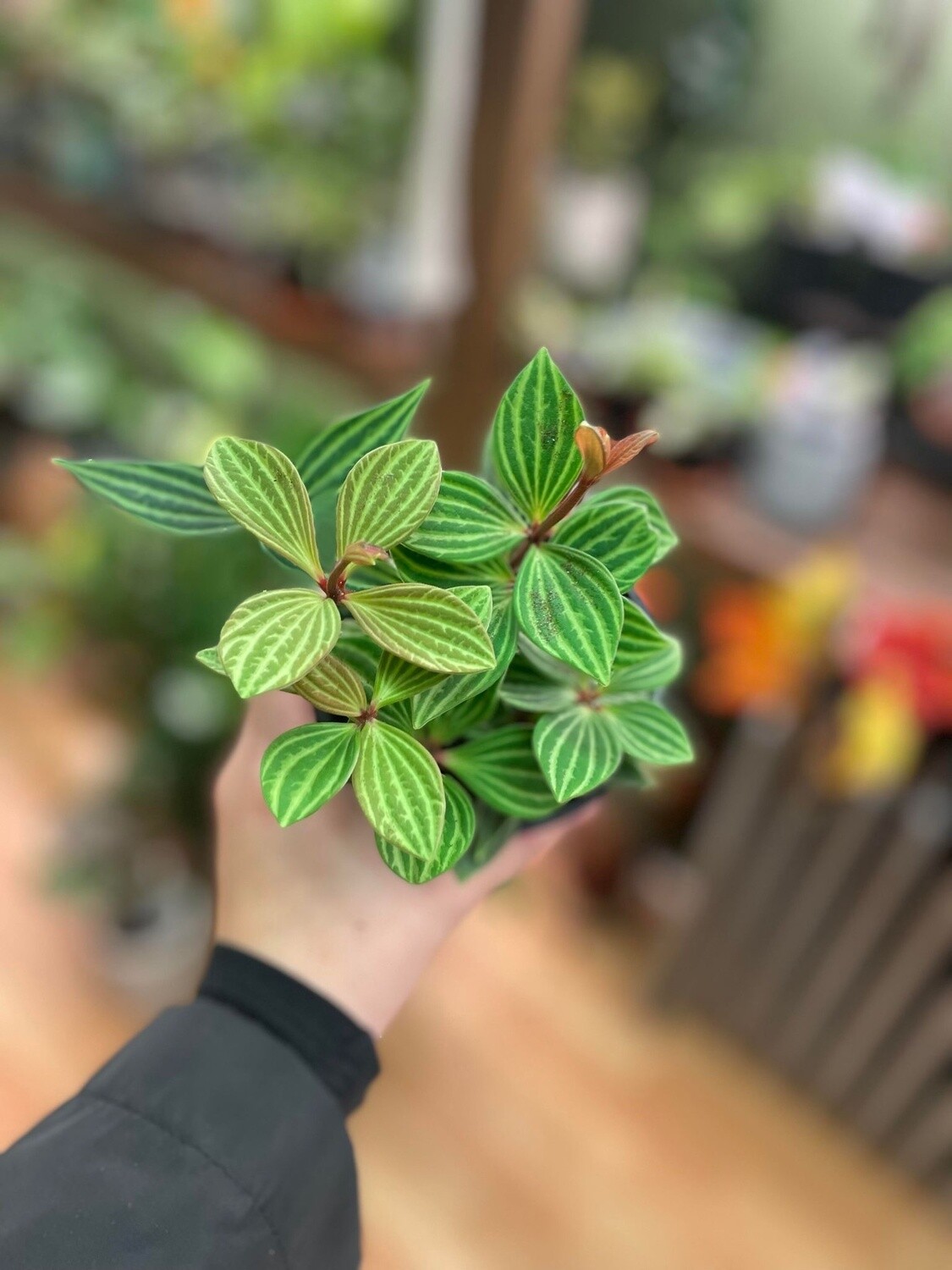 4&quot; Peperomia Puteolata