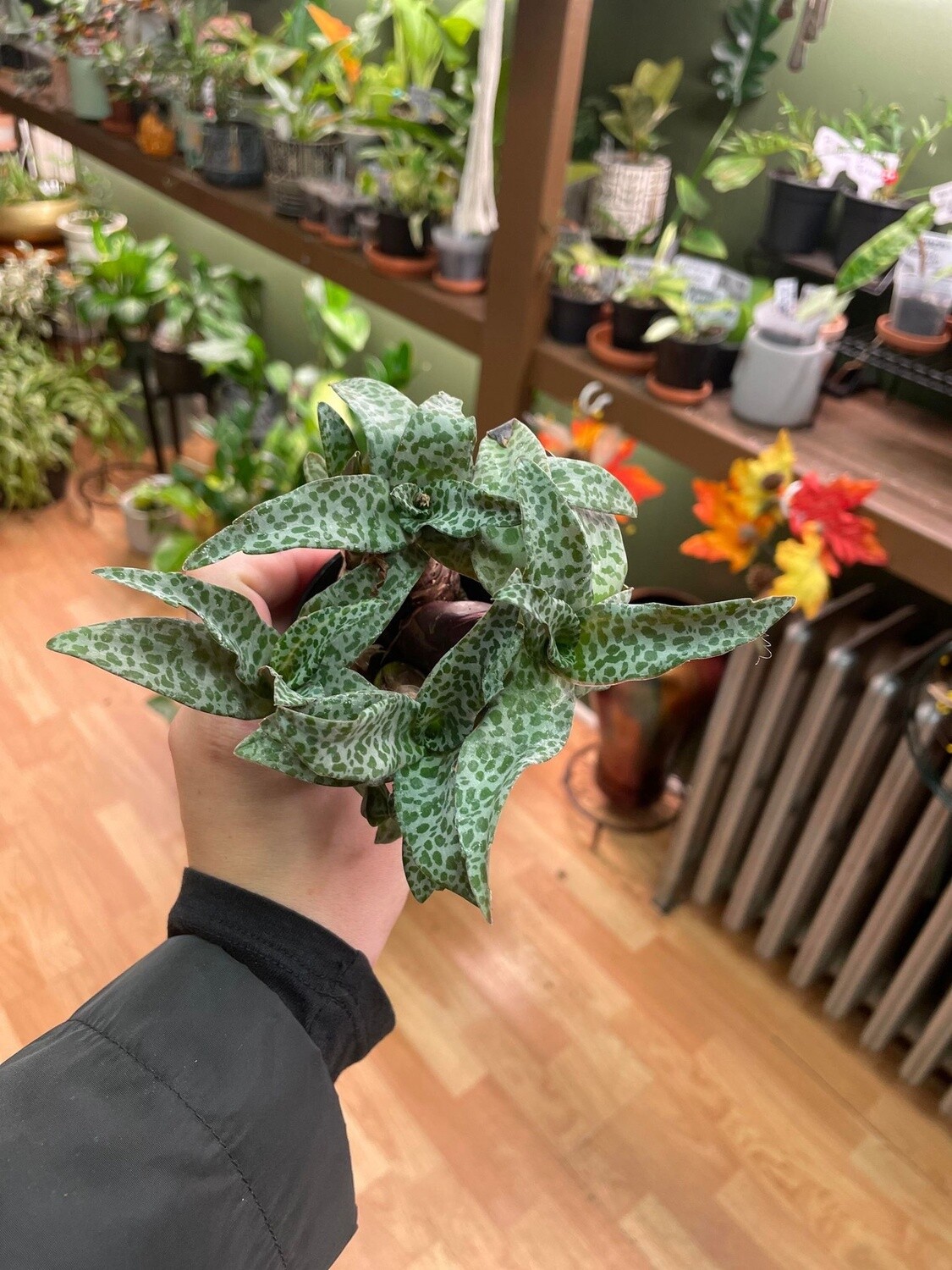 2.3&quot; Ledebouria Socialis