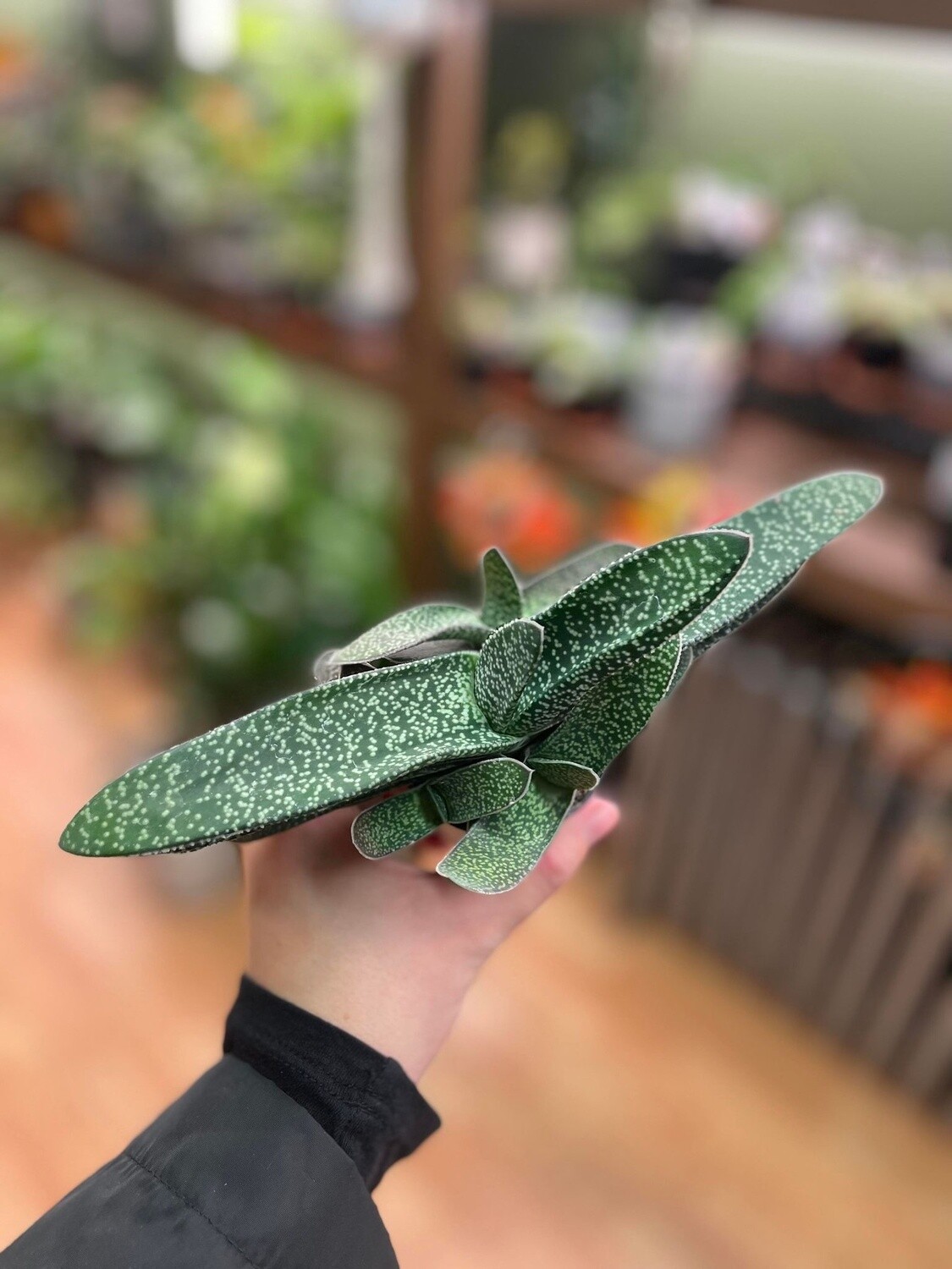 2.5&quot; Gasteria Pillansii