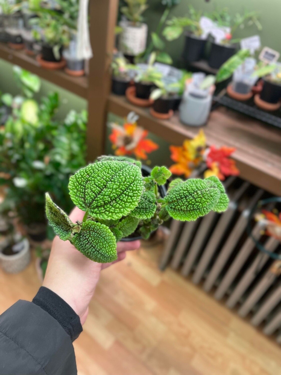 3.5&quot; Pilea Moon Valley