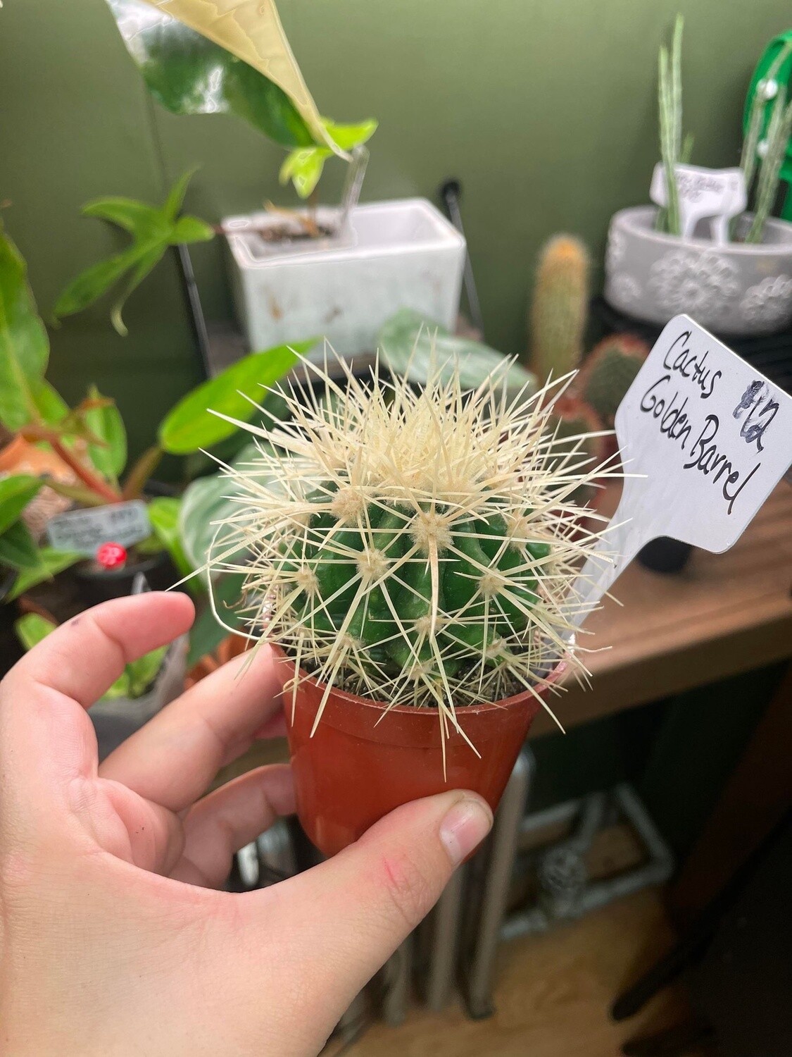 2.5&quot; Golden Barrel Cactus
