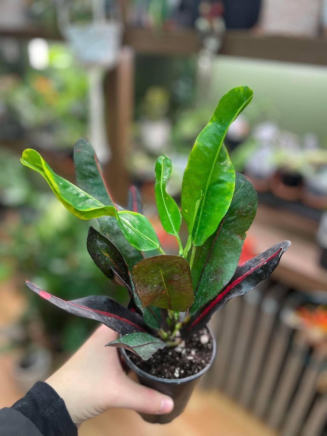 3.5 Codiaeum Variegatum &quot;Mammy&quot;