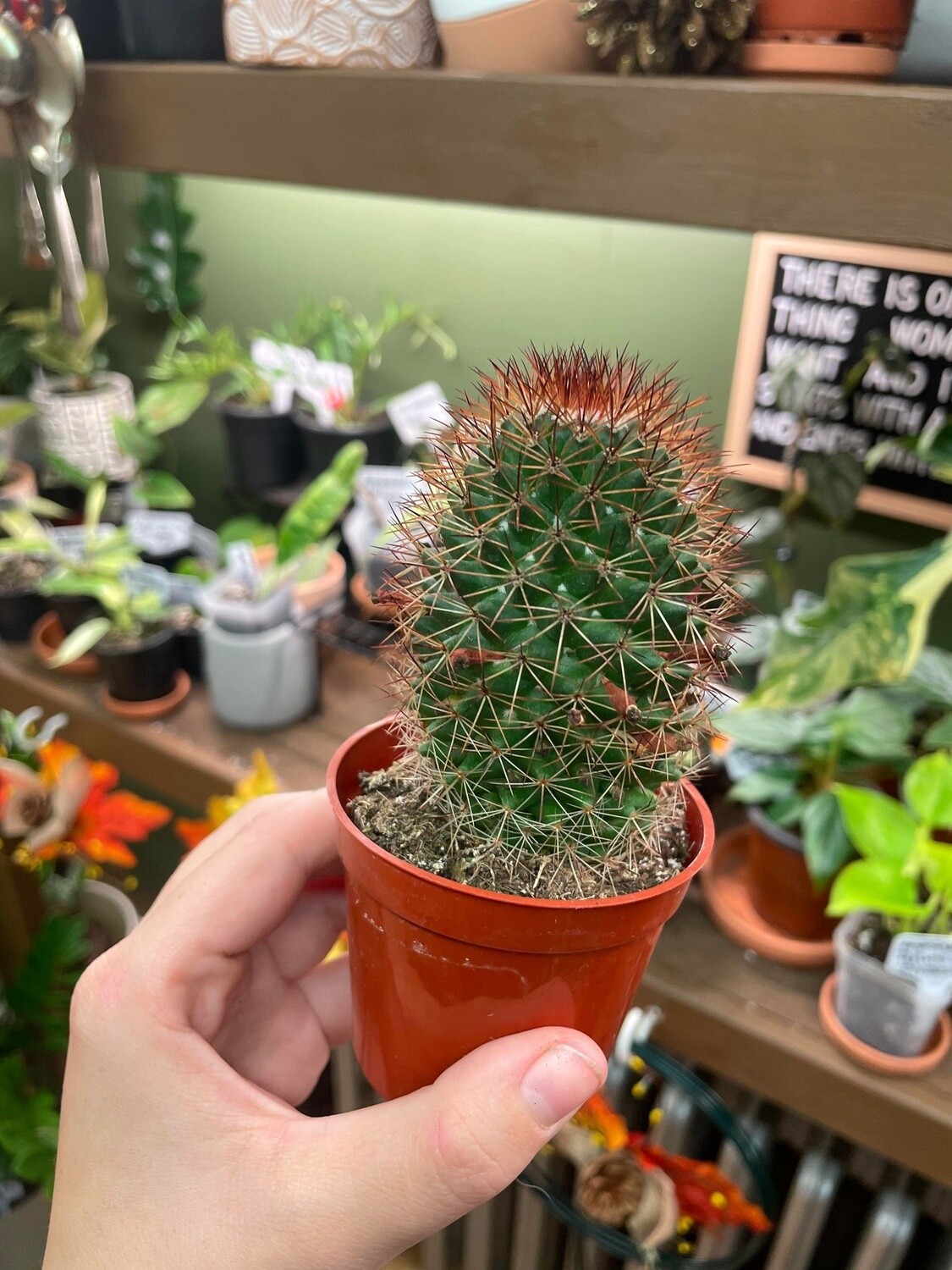 2.5&quot; Mammillaria spinosissima cv. Rubrispina