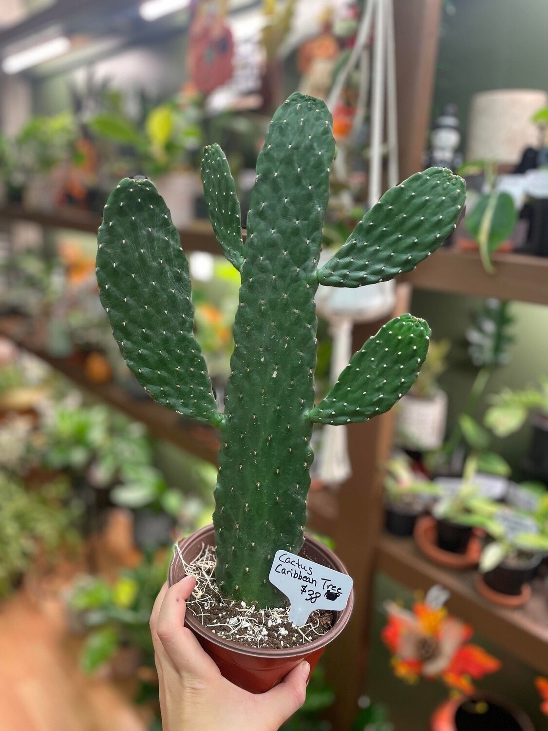 6&quot; Caribbean Tree Cactus