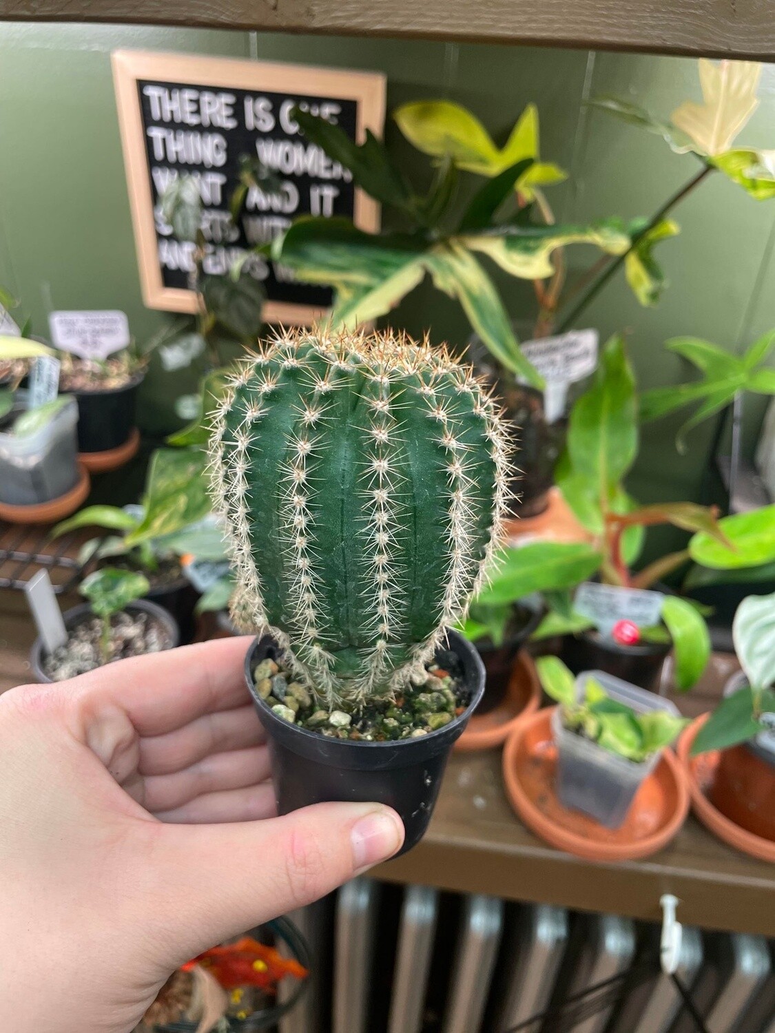 2.5&quot; Echinopsis oxygona