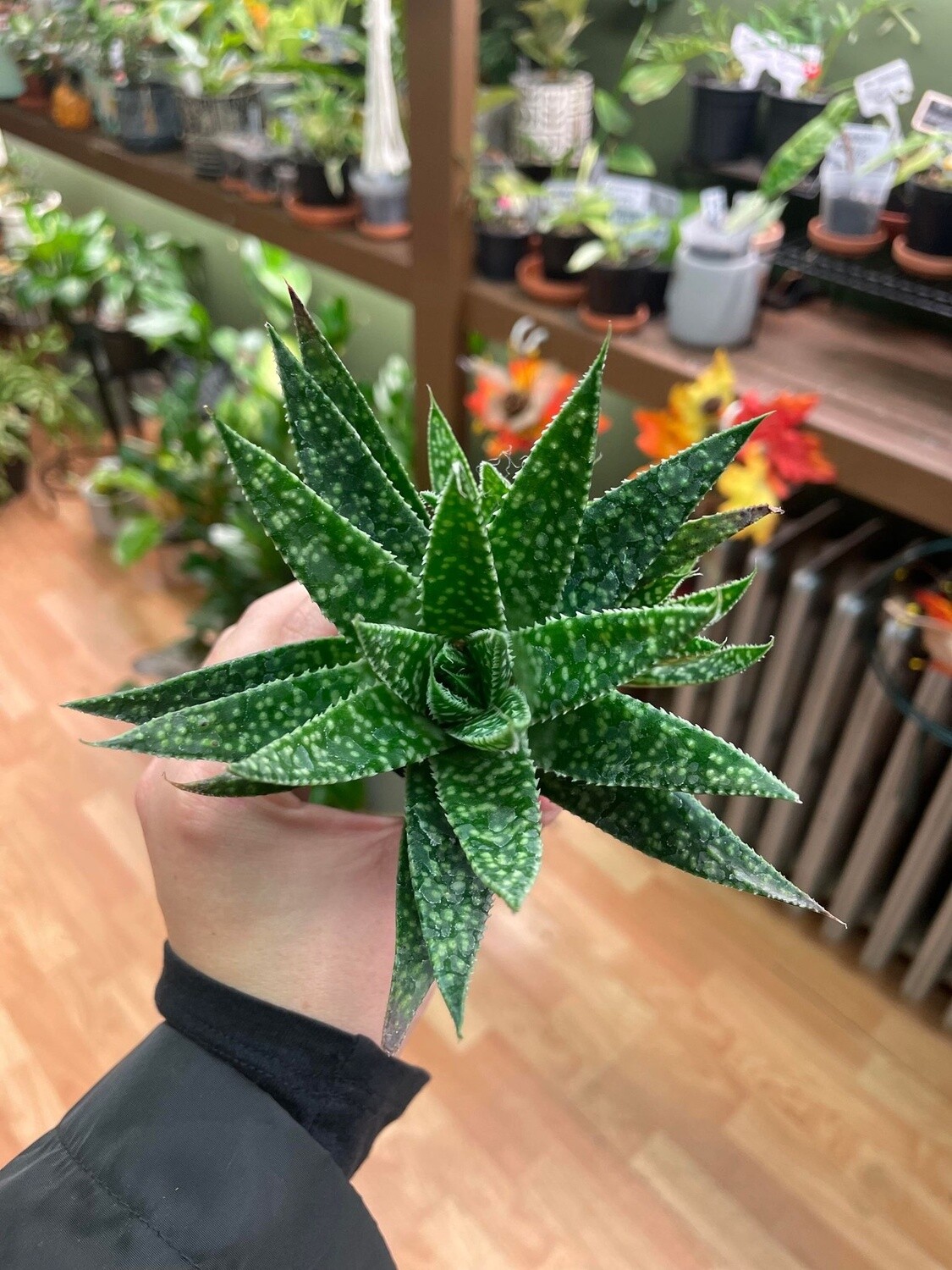 2.5&quot; Haworthia Fasciata Green
