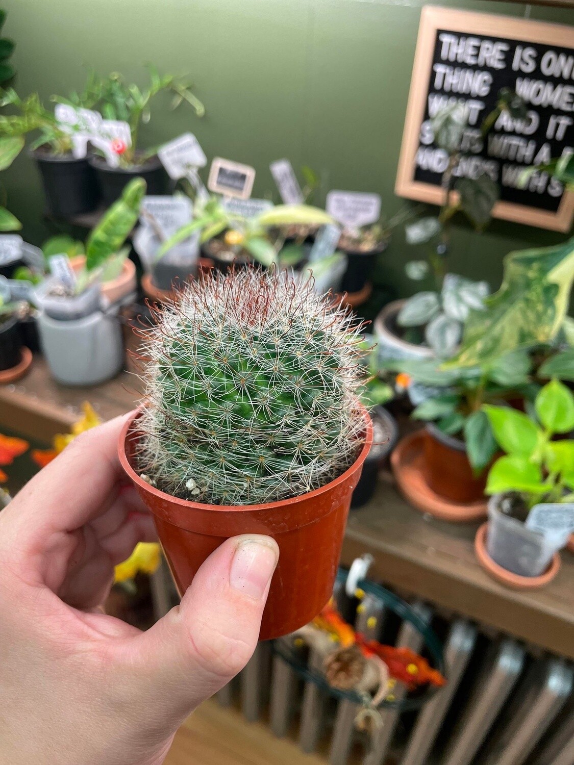 2.5&quot; Mammillaria marcosii