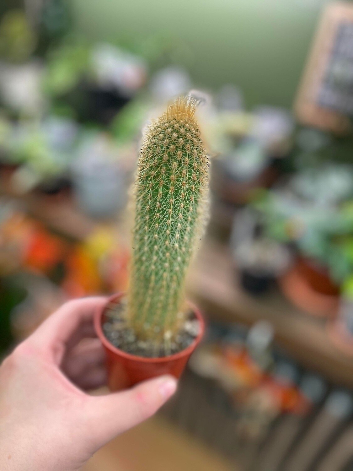 2.5&quot; Vatricania guentheri