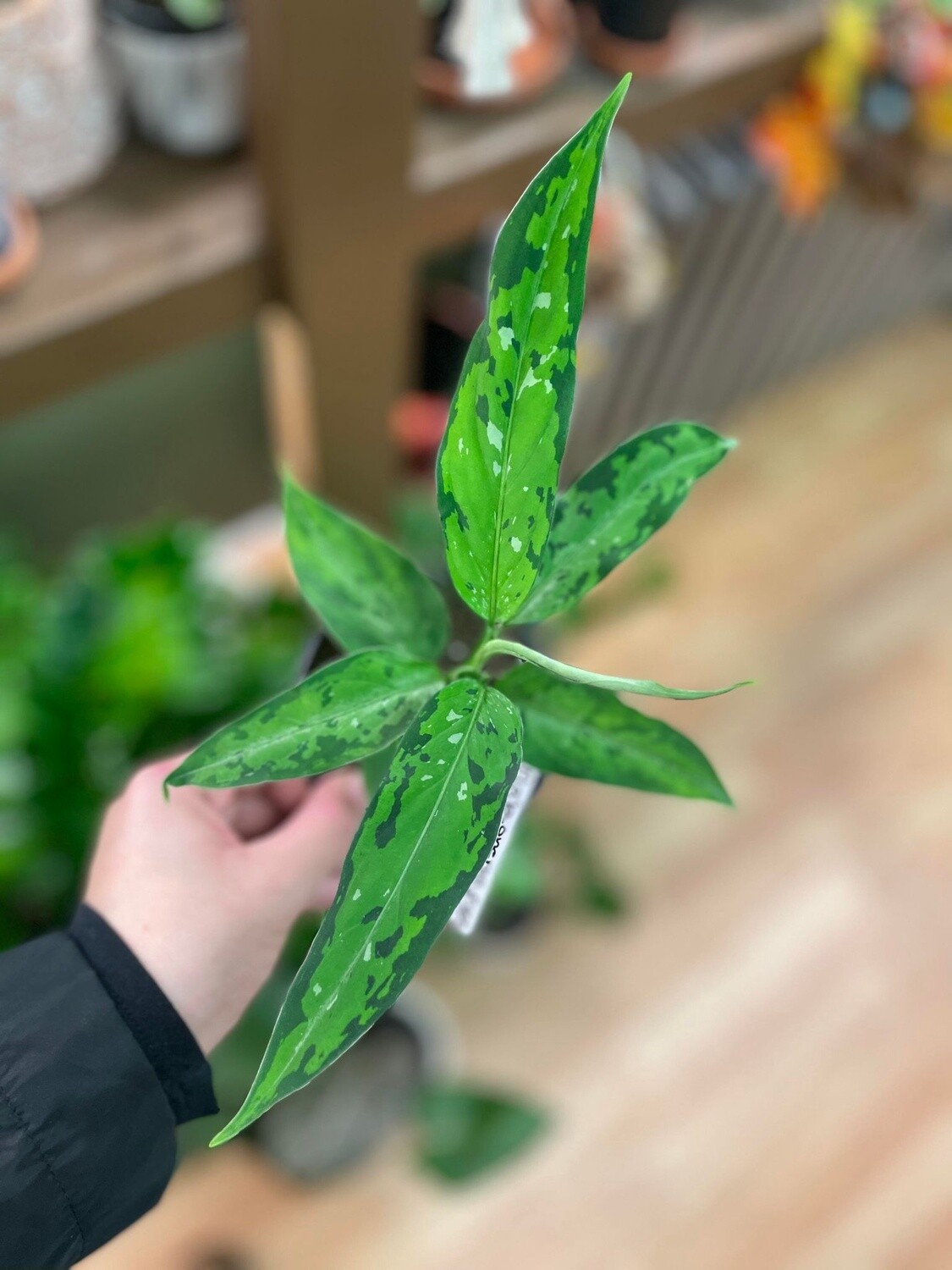 4&quot; Aglaonema Pictum Tricolour