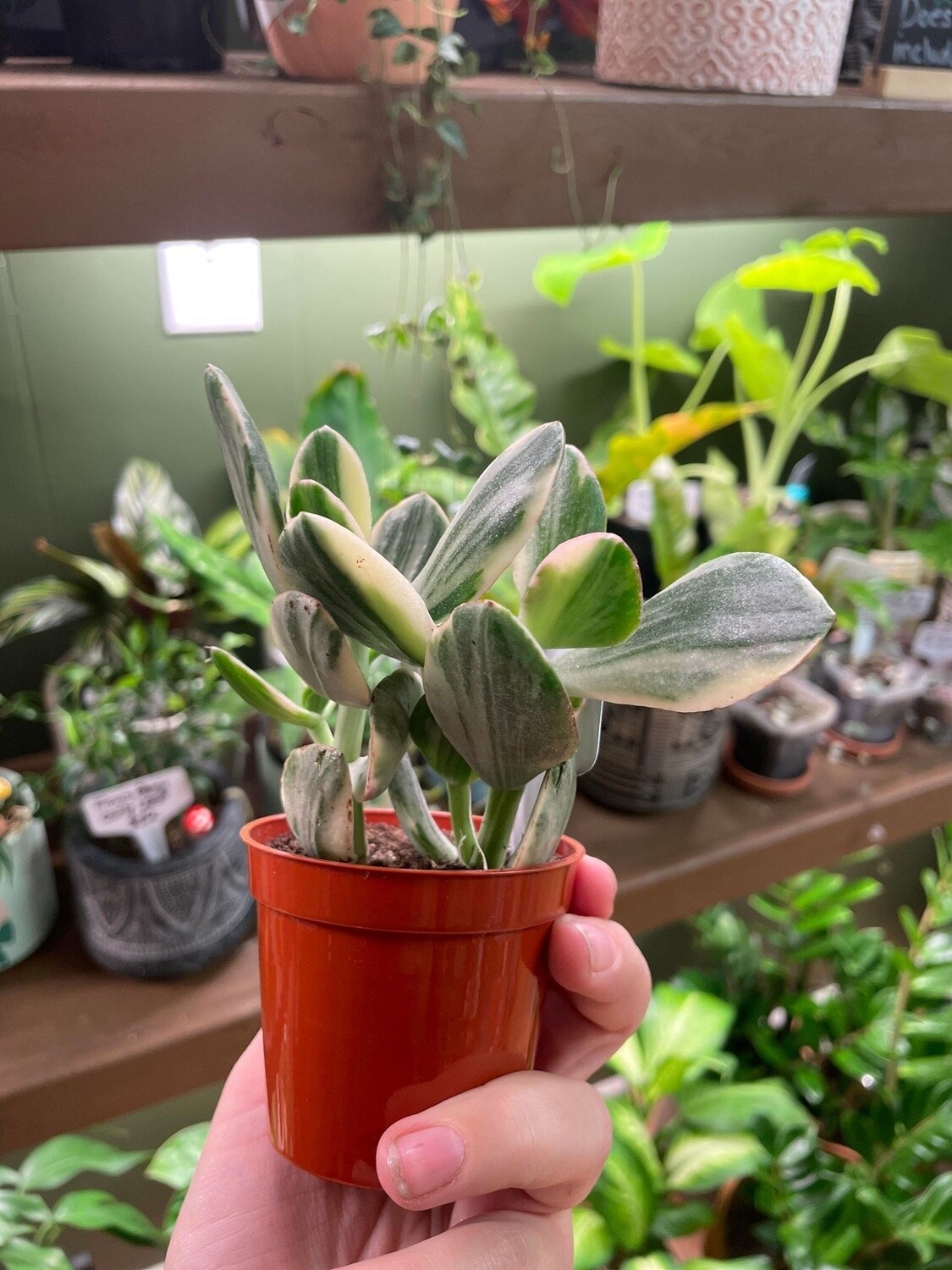 2.5&quot; Variegated Jade plant