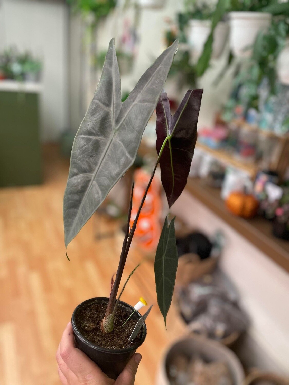 4&quot; Alocasia Longiloba Sliver