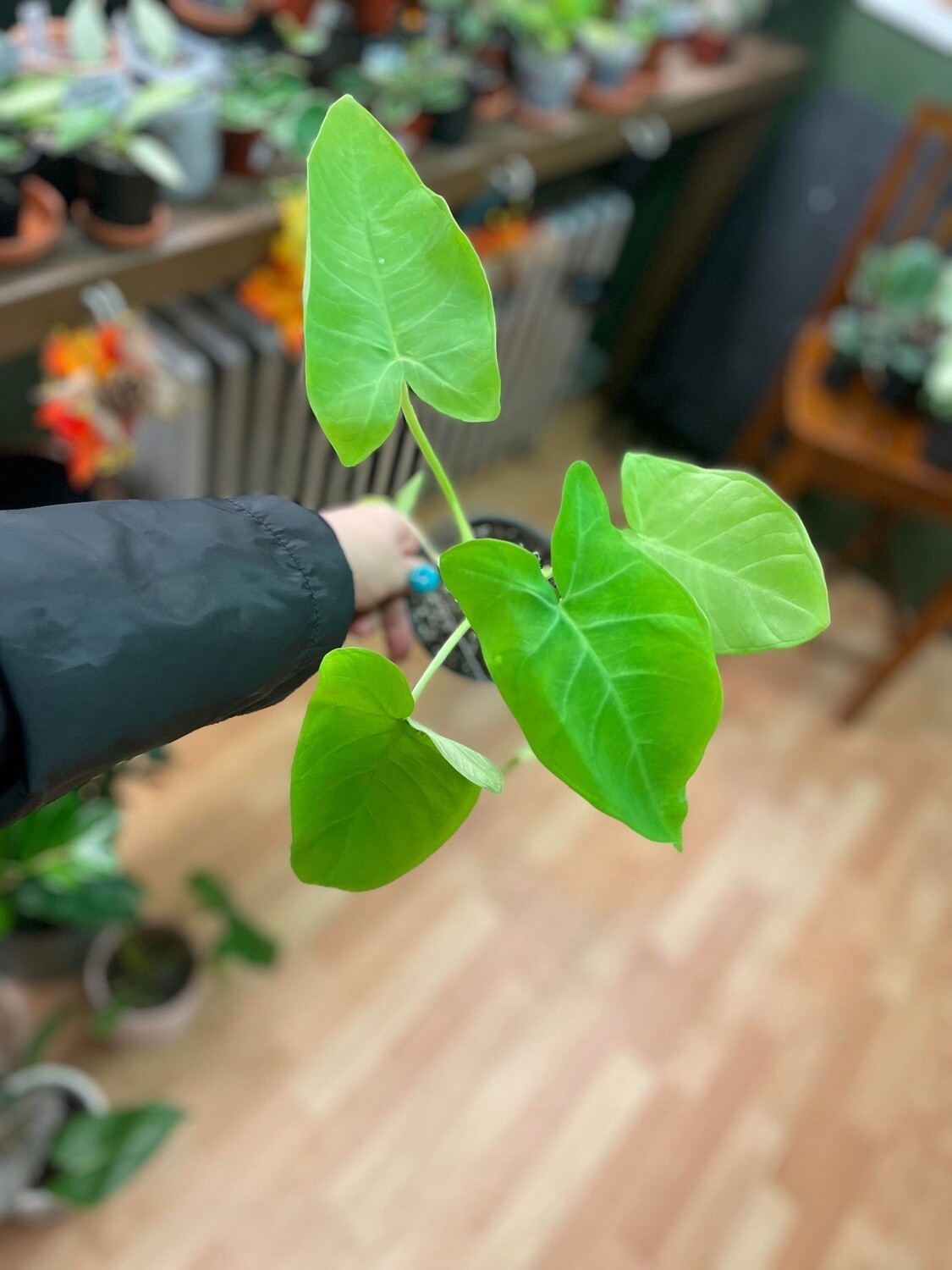 3.5&quot; Xanthosoma Lime Zinger