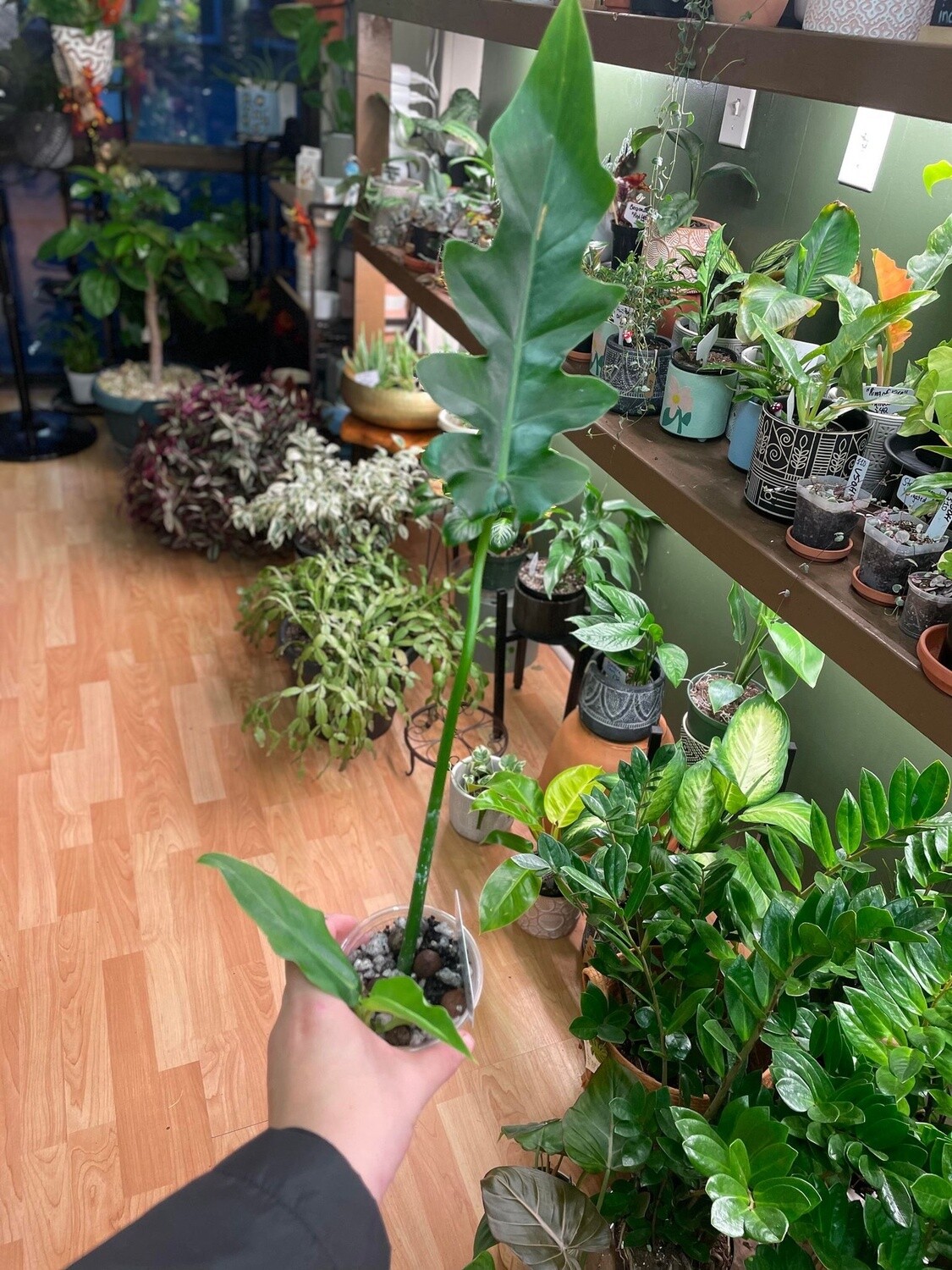 3&quot; Philodendron Bob Cee
