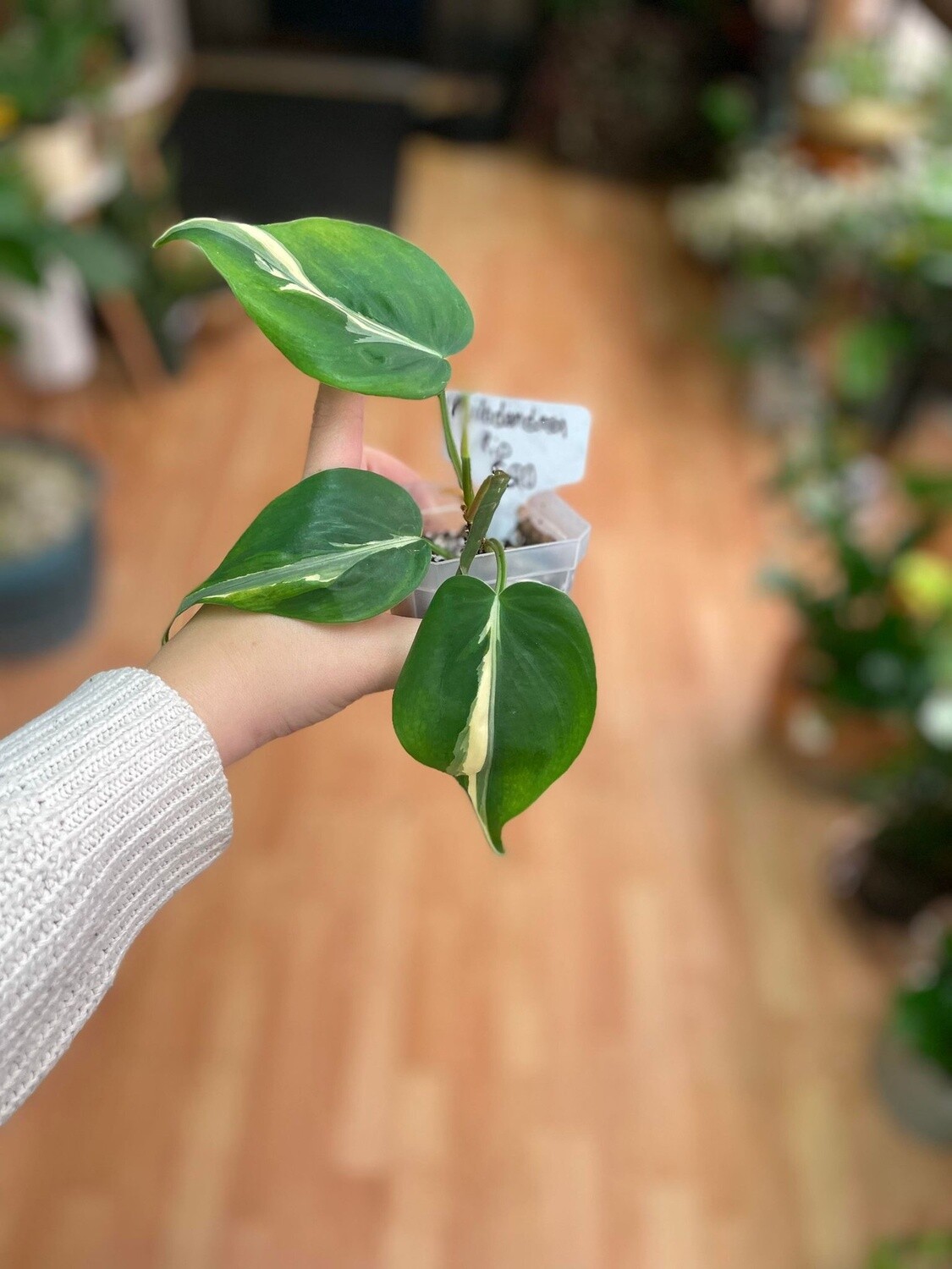 3.5&quot; Philodendron Rio