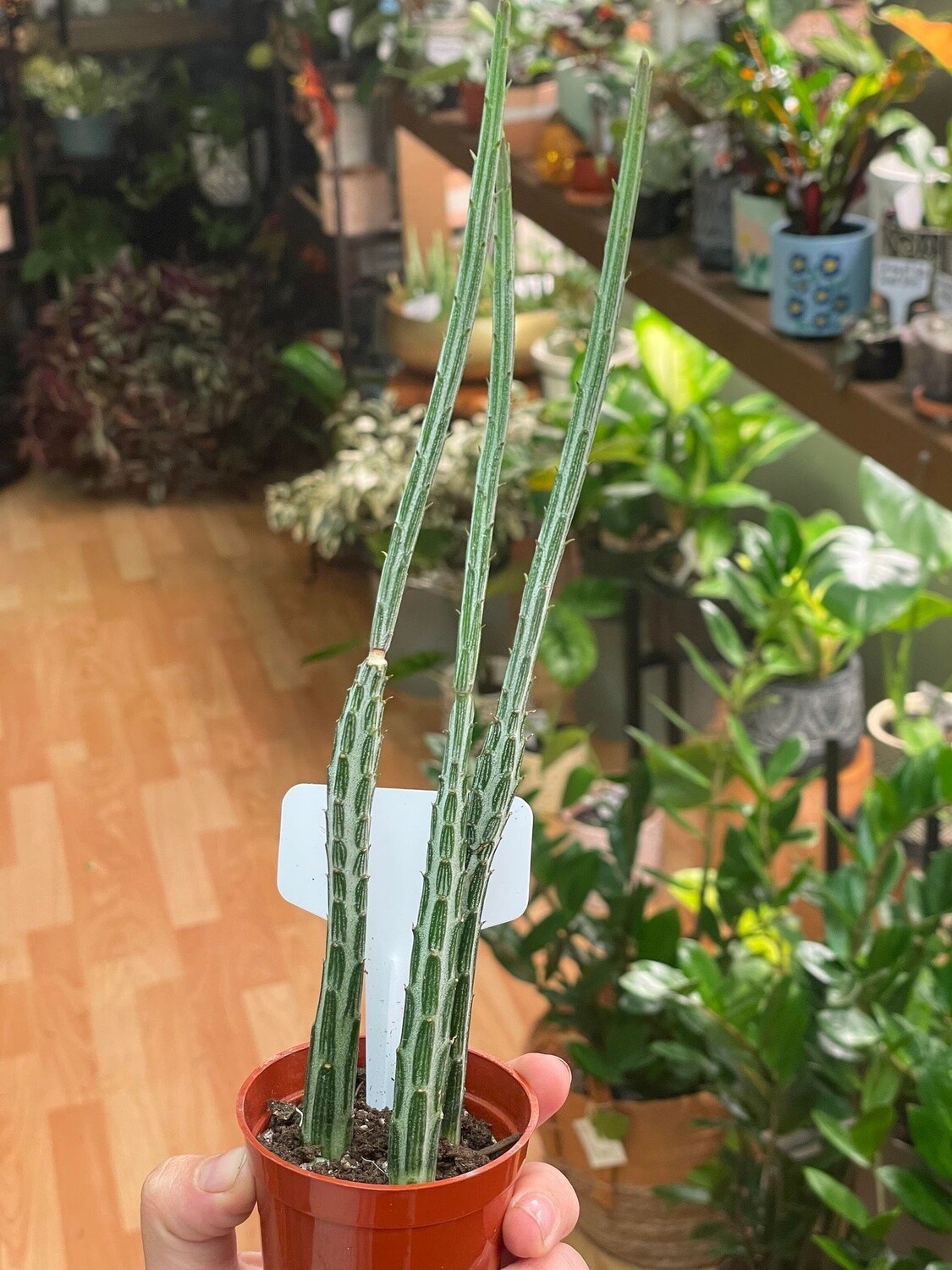 2.5&quot; Pickle Cactus