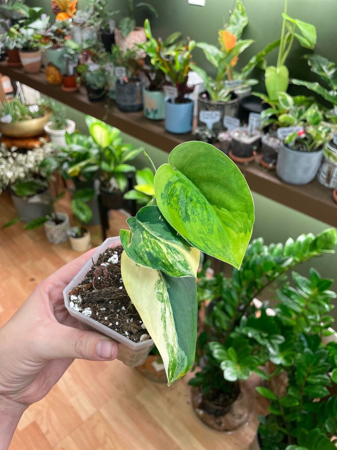 3.5&quot; Variegated Satin Jade Scindapsus