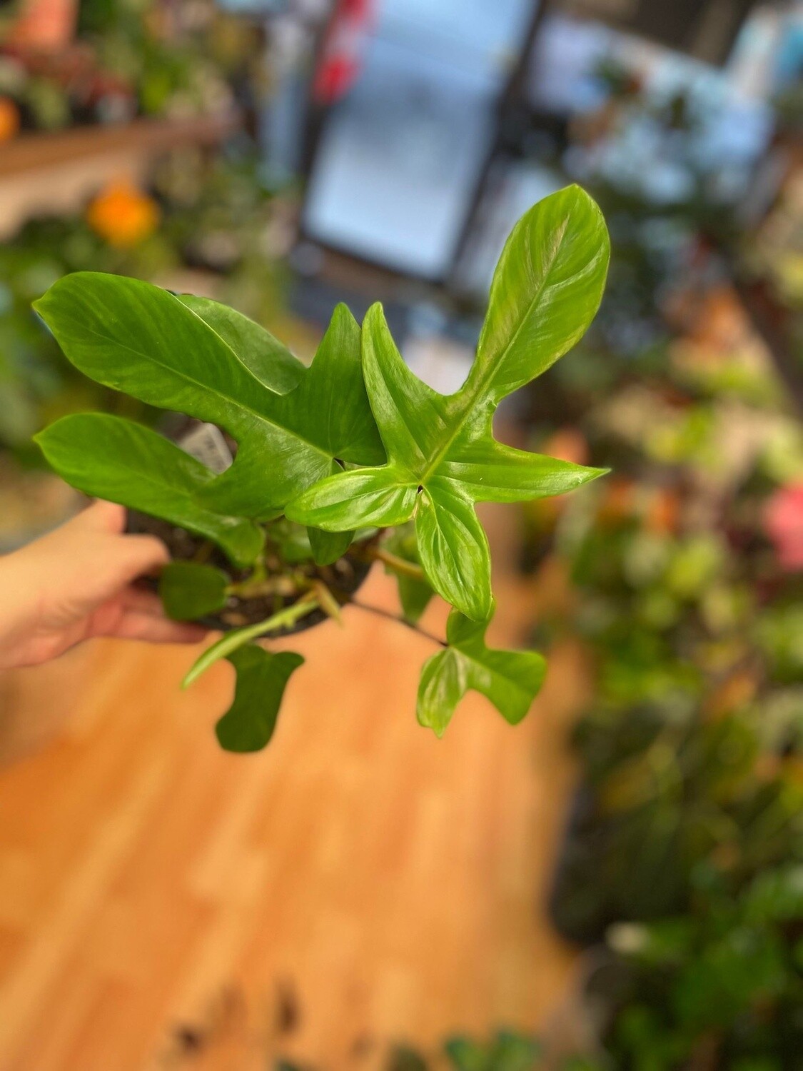 6&quot; Philodendron Florida Green
