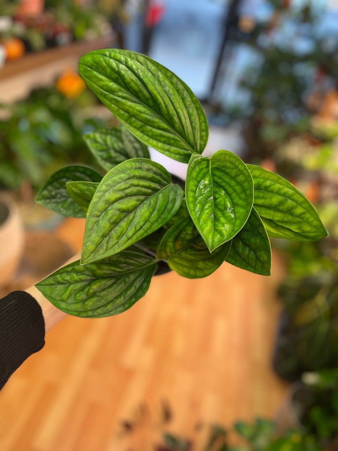 6&quot; Monstera Peru
