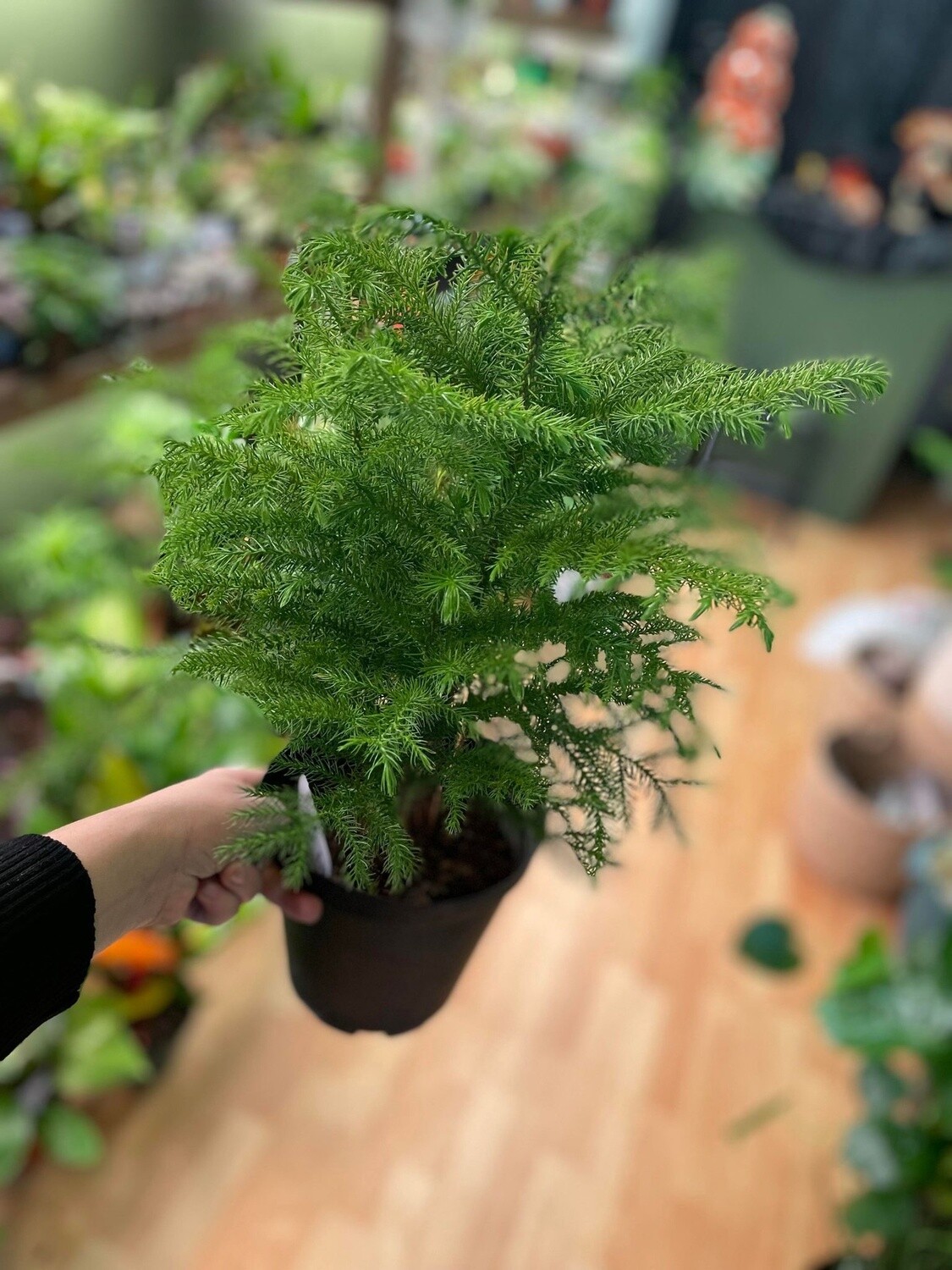 6&quot; Norfolk Pine