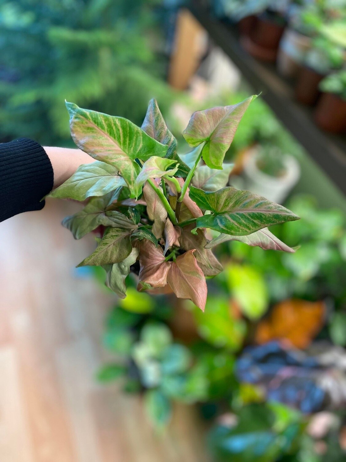 4&quot; Syngonium Strawberry Milk