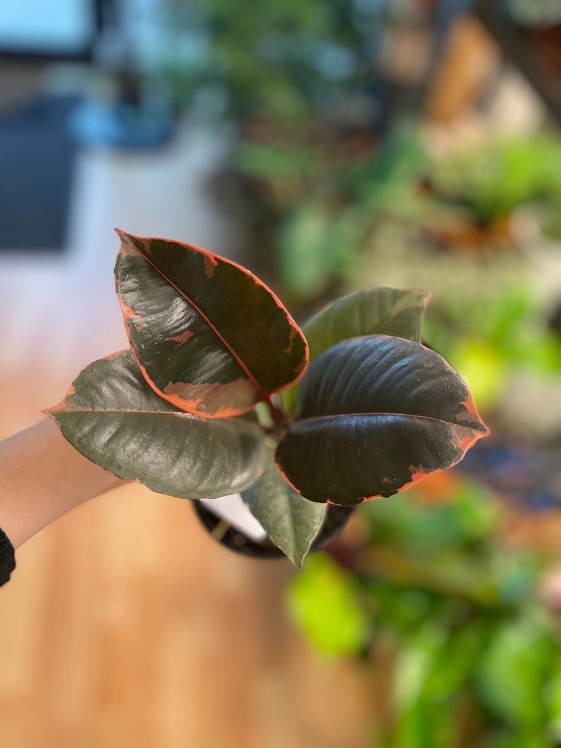 4&quot; Ficus Tineke Ruby