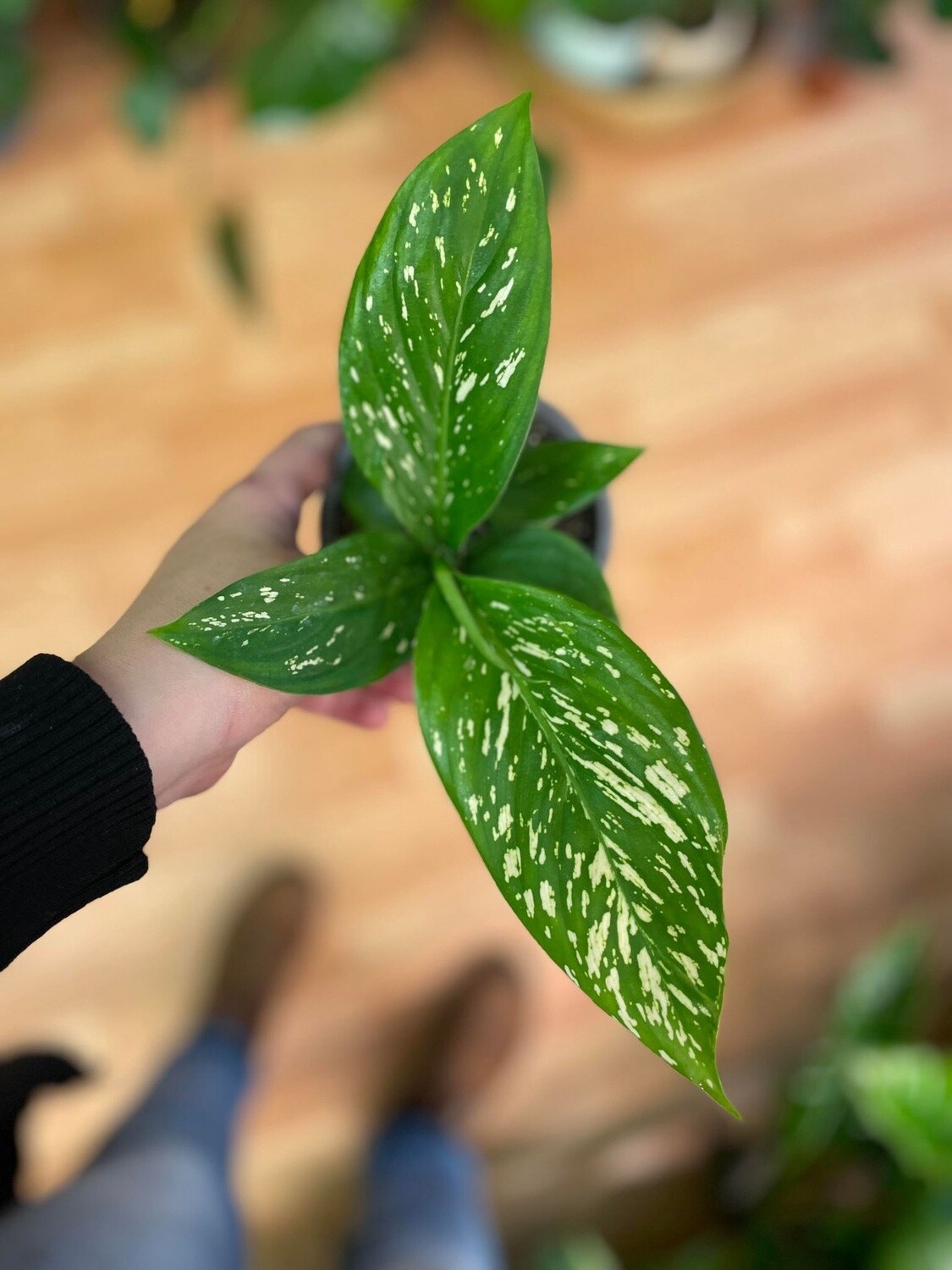 4&quot; Dieffenbachia White Etna Blizzard