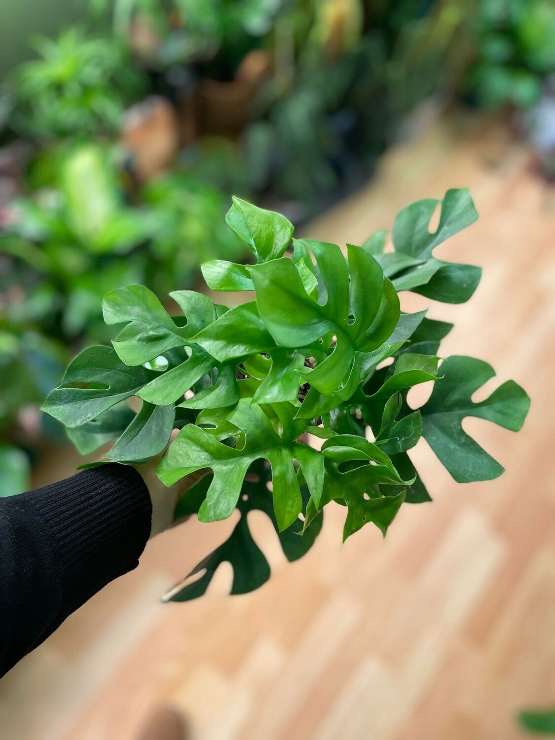 3.5&quot; Rhaphidophora Tetrasperma