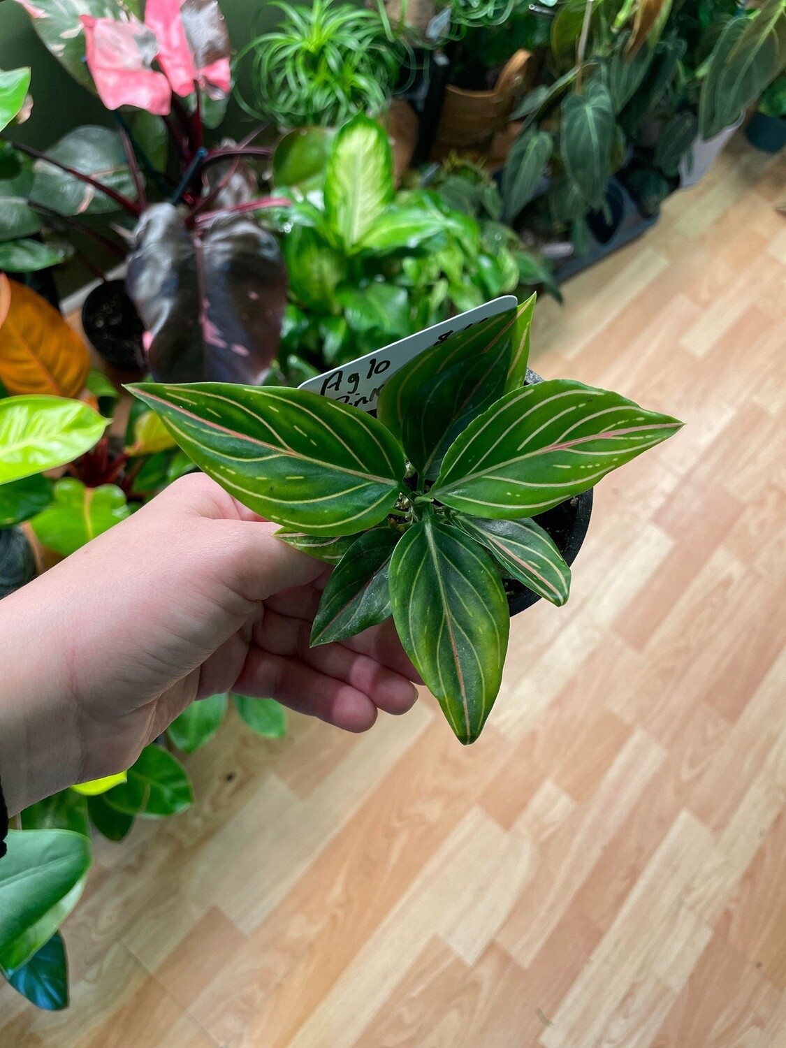 4&quot; Aglaonema Pink Stripe